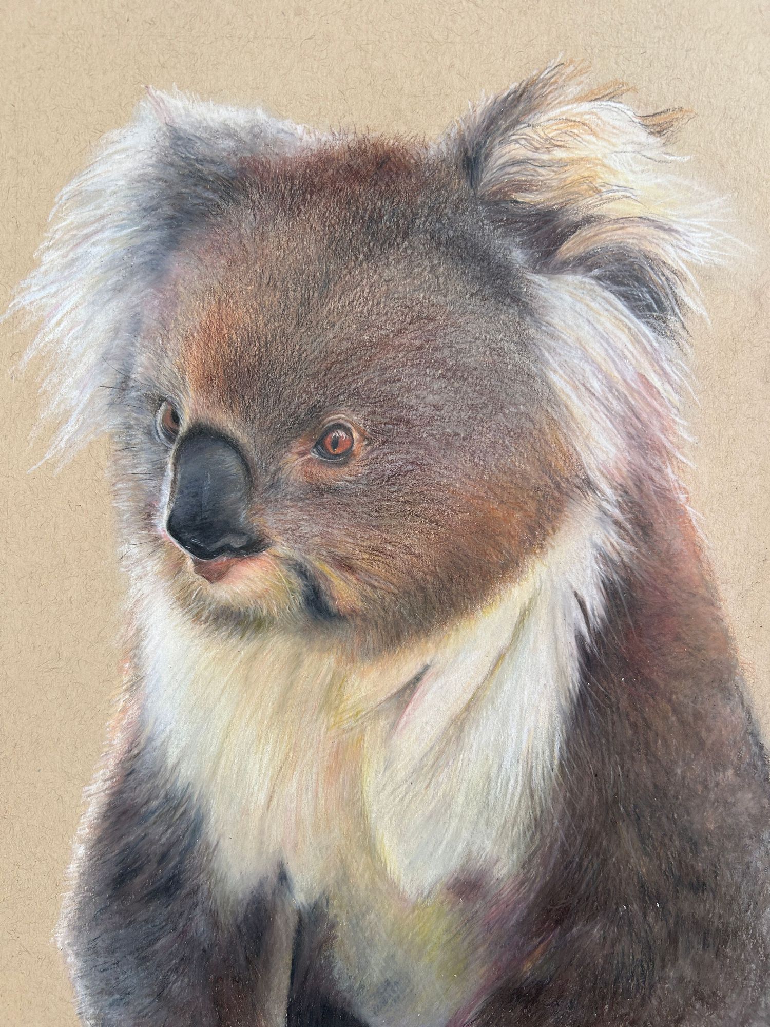 Close-up artistic rendering of a koala's face with detailed fur texture. Artwork by Katelizabeth.