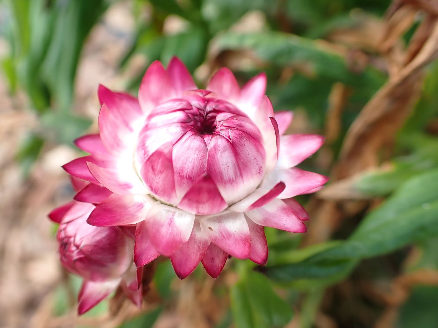 Close-up of vibrant pink everlasting flowers blooming in sequence against blurred natural background. from Coffs Botanic Gardens.