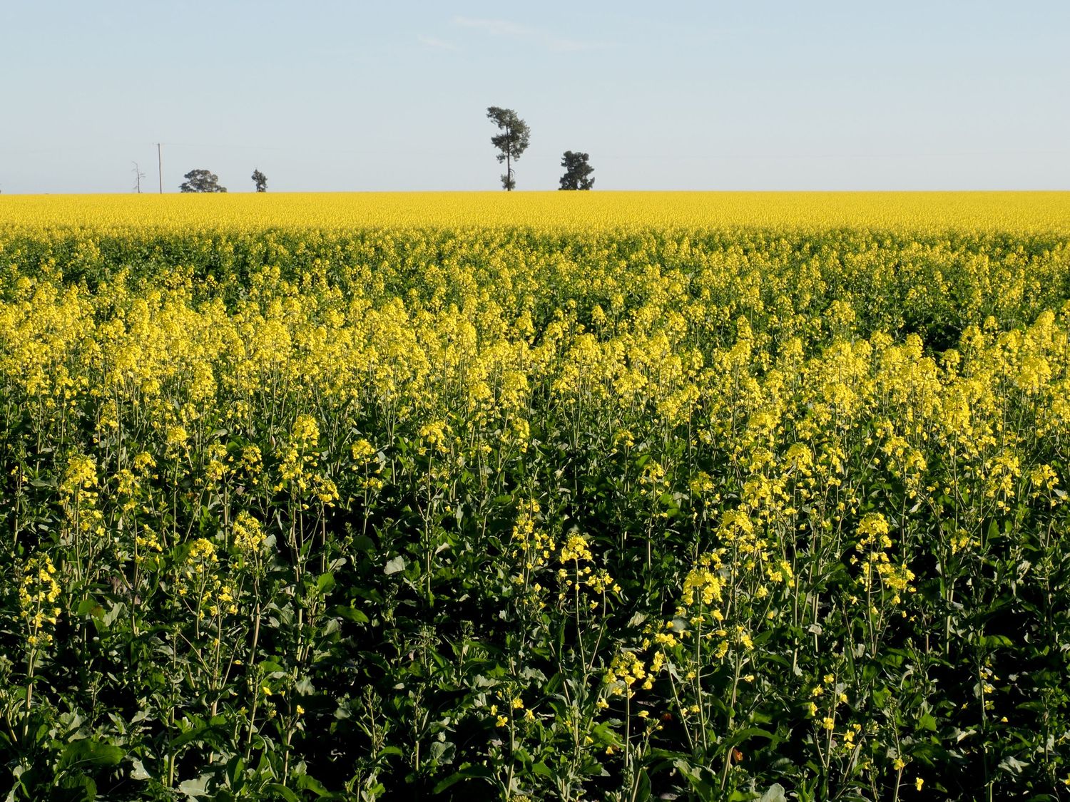 Vast yellow canola field in full bloom stretching to the horizon with scattered trees under a clear blue sky.
