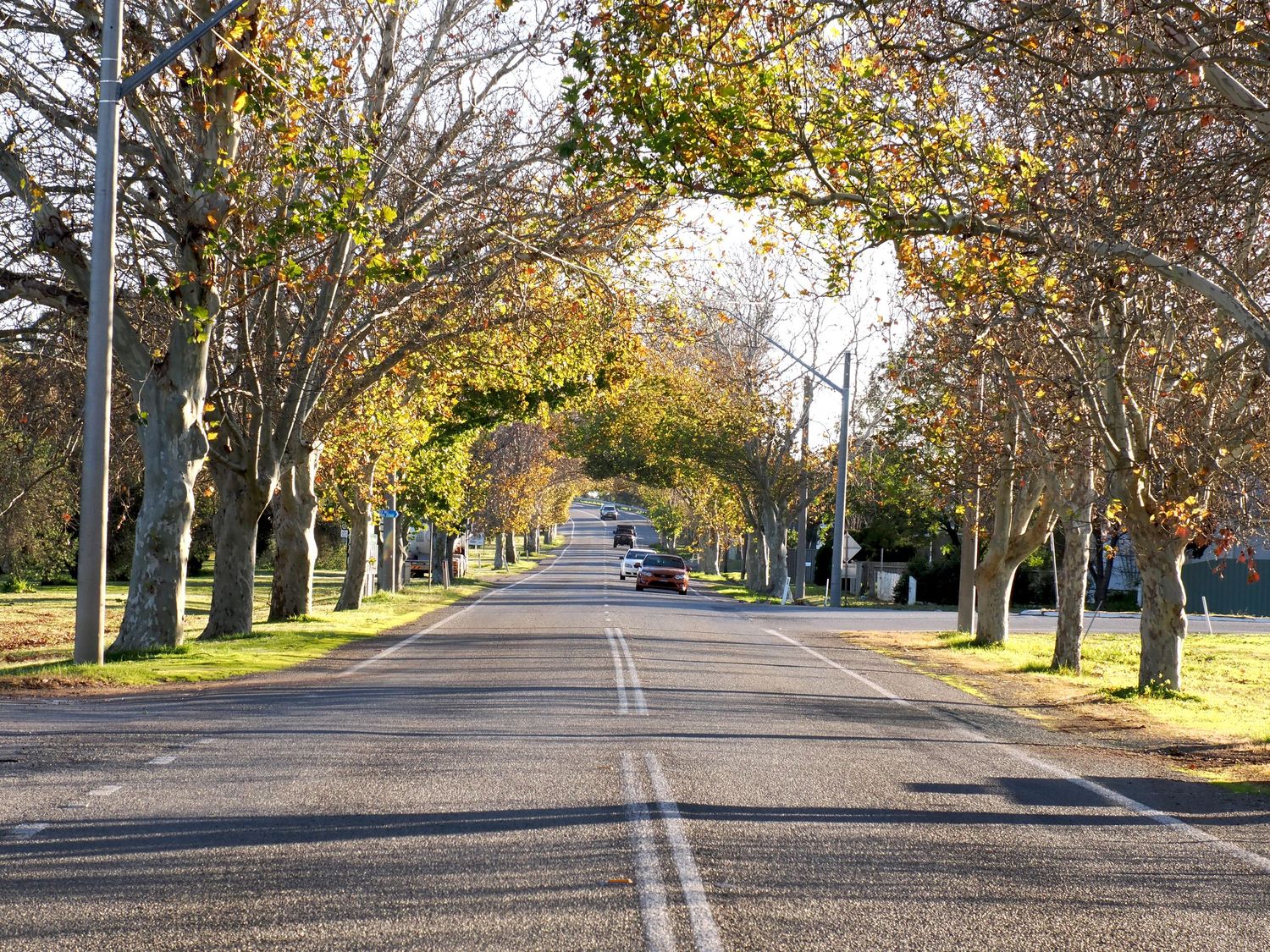 Tree-lined suburban street with autumn foliage, a car driving down the center, and utility poles on a sunny day.