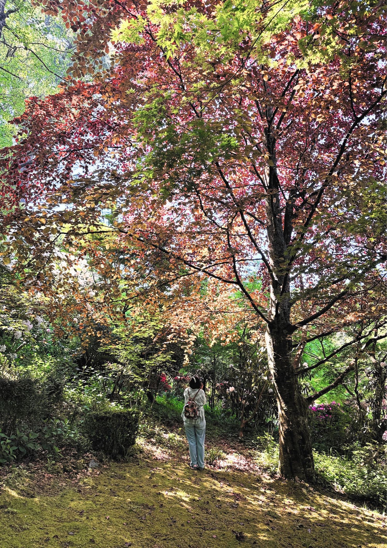 Colorful autumn trees with red and yellow leaves create a natural canopy in a park setting. Katelizabeht at Mount Macedon.