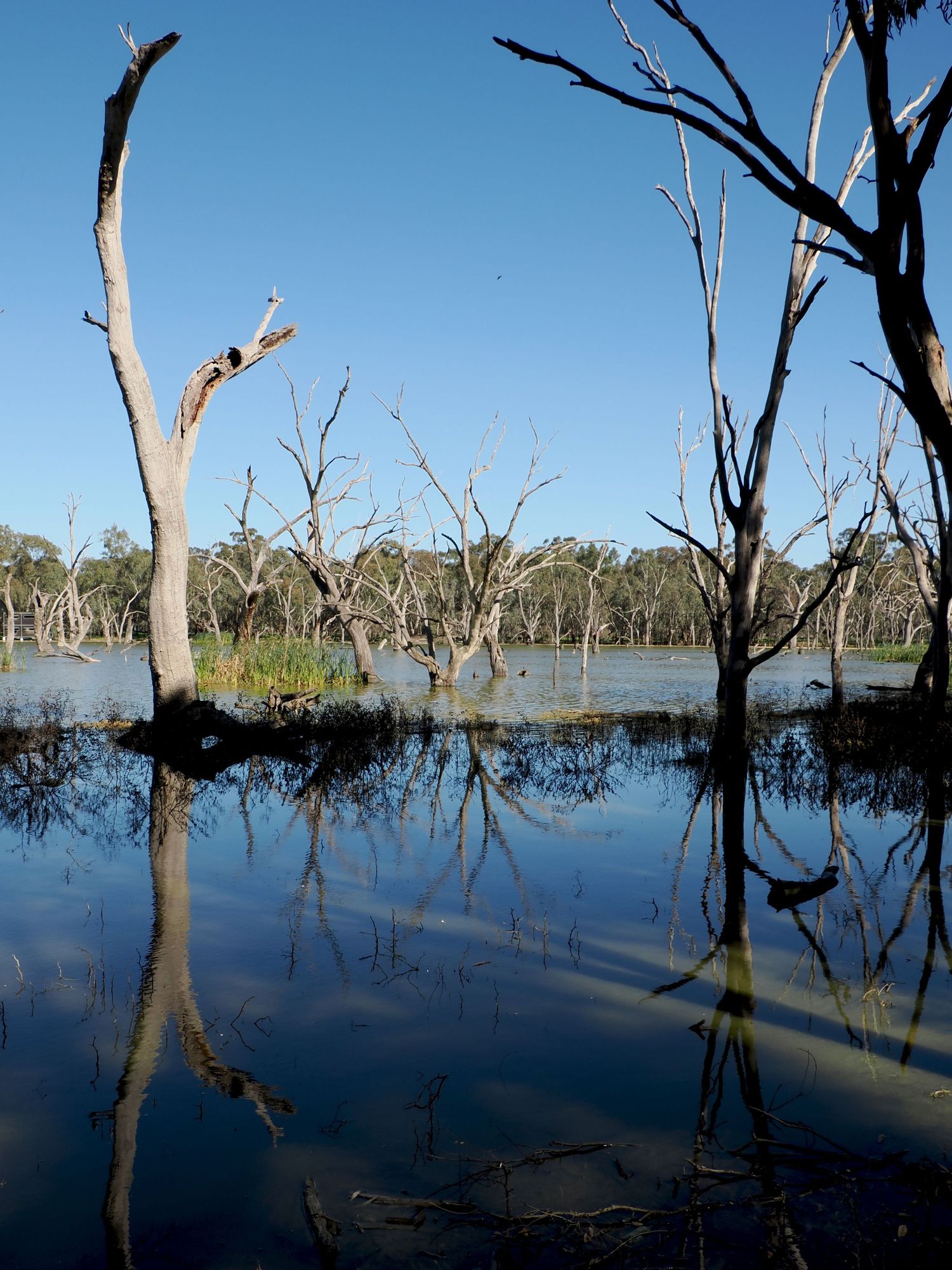 Dead trees reflected in still floodwaters under a clear blue sky in an Australian wetland landscape.