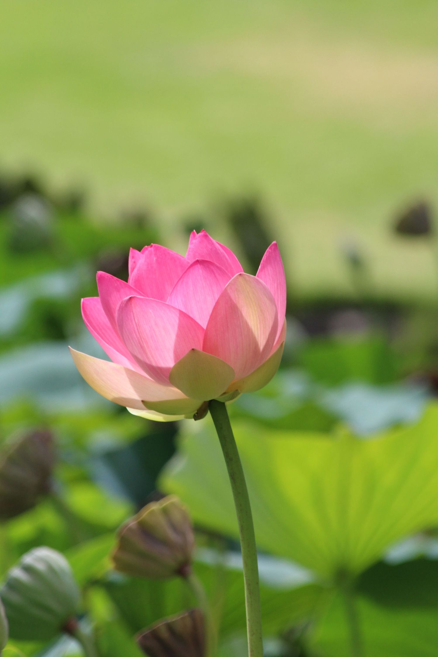 Close-up of a pink lotus flower in full bloom from Melbourne Botanical Gardens.