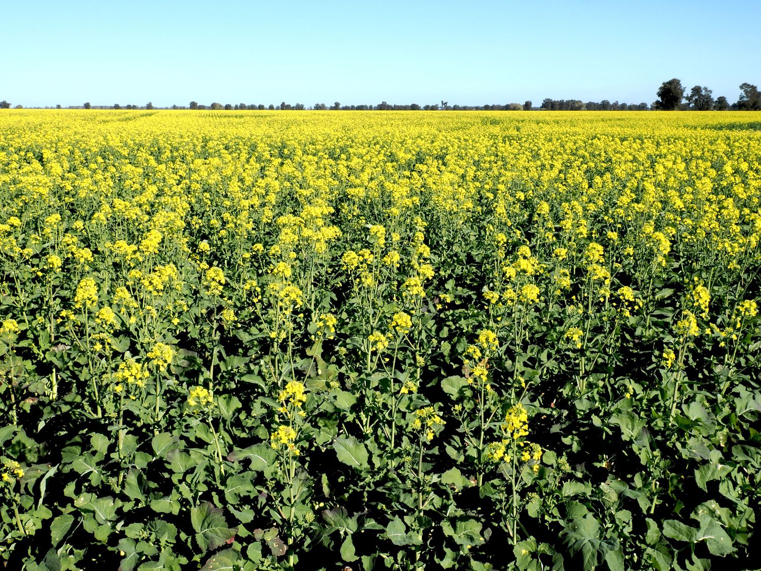 Vibrant yellow canola field in full bloom under a clear blue sky, stretching to the horizon on a sunny day.