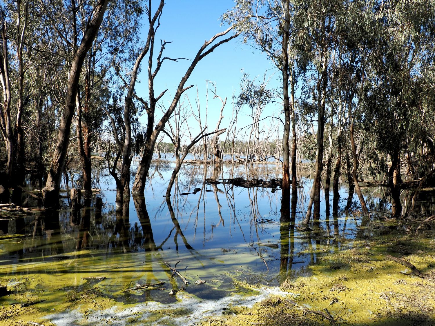 Flooded Australian wetlands with algae-covered water, bare trees, and blue sky reflected on the surface.