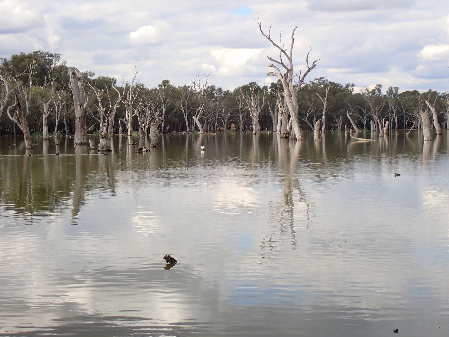 Dead trees stand in still waters of a flooded forest creating an eerie wetland landscape. Forbes Bird Hide.