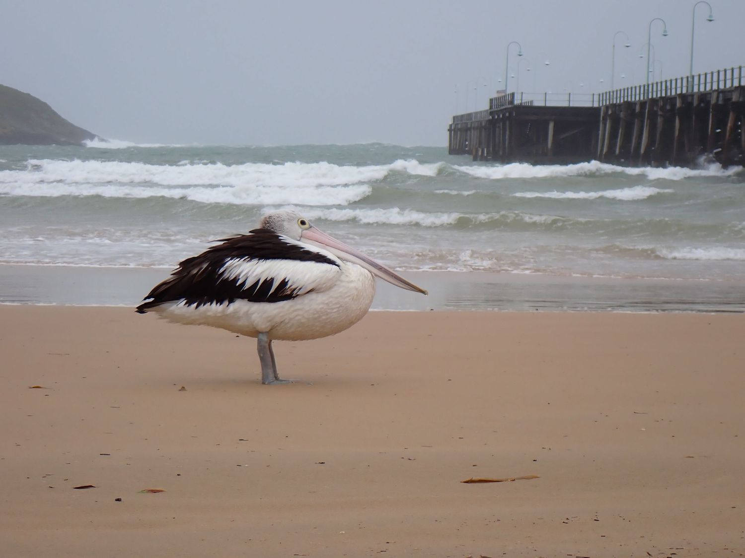 Pelicans walking on a sandy beach with ocean waves and pier in the background. Pelican at Coffs Harbour Jetty Beach.