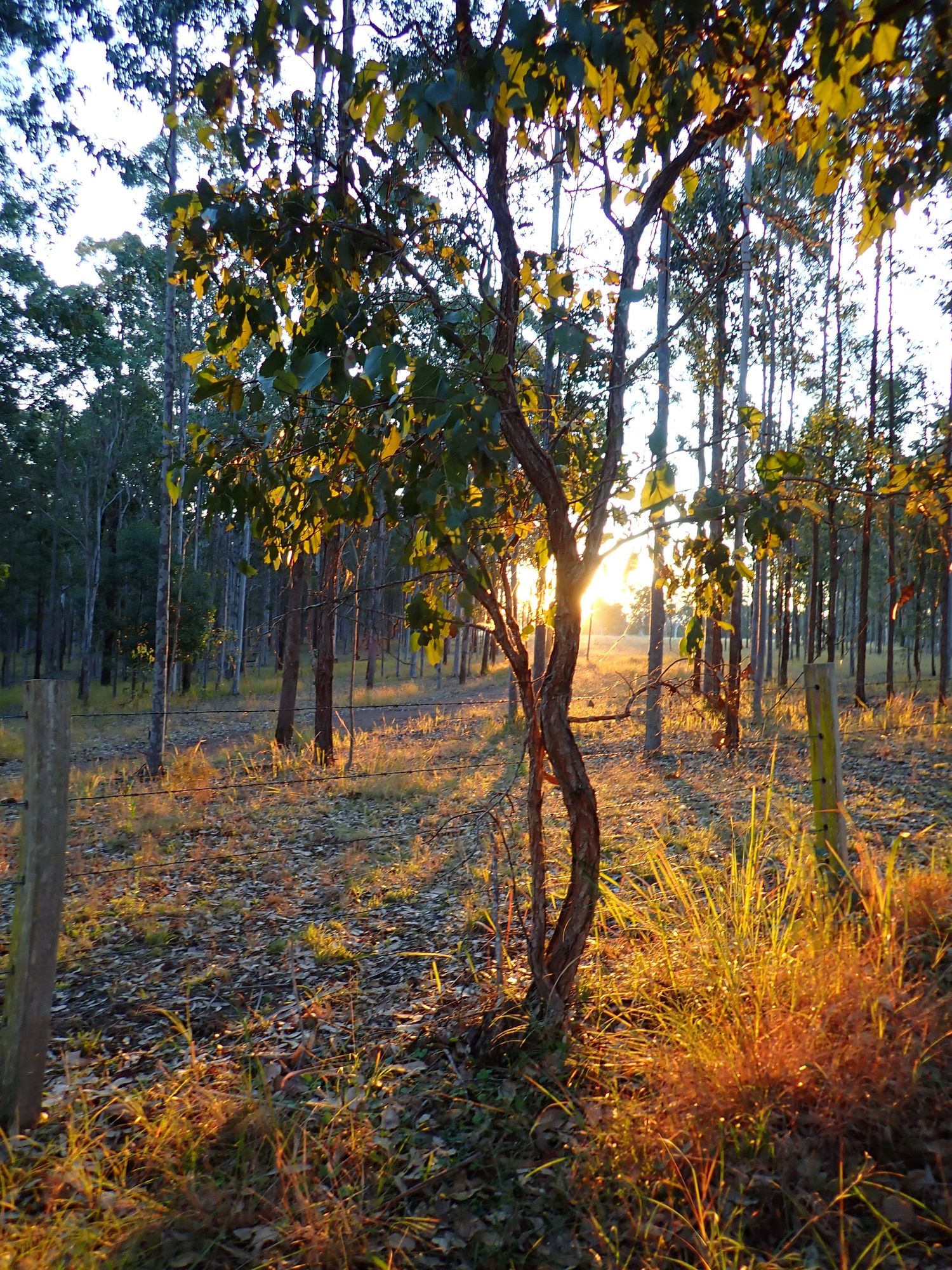 Sun-dappled eucalyptus forest with golden light filtering through trees at dusk. Glenreagh, NSW.