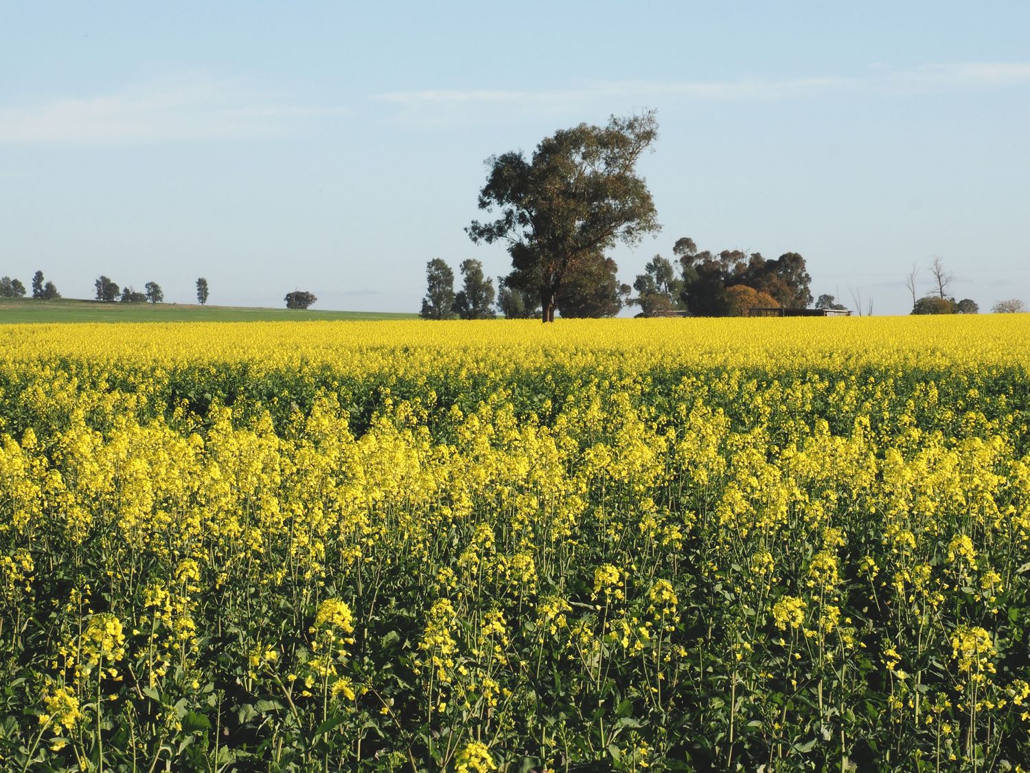 Vast yellow canola field in full bloom with tall eucalyptus trees and clear blue sky in rural Australia.