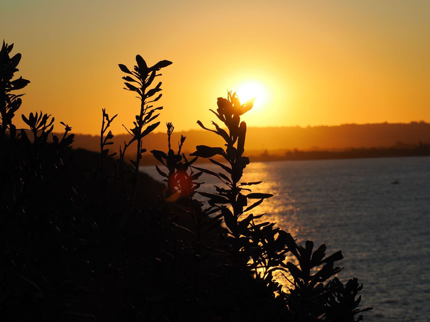 Golden sunset silhouettes coastal vegetation against an ocean horizon / Byron Bay Lighthouse