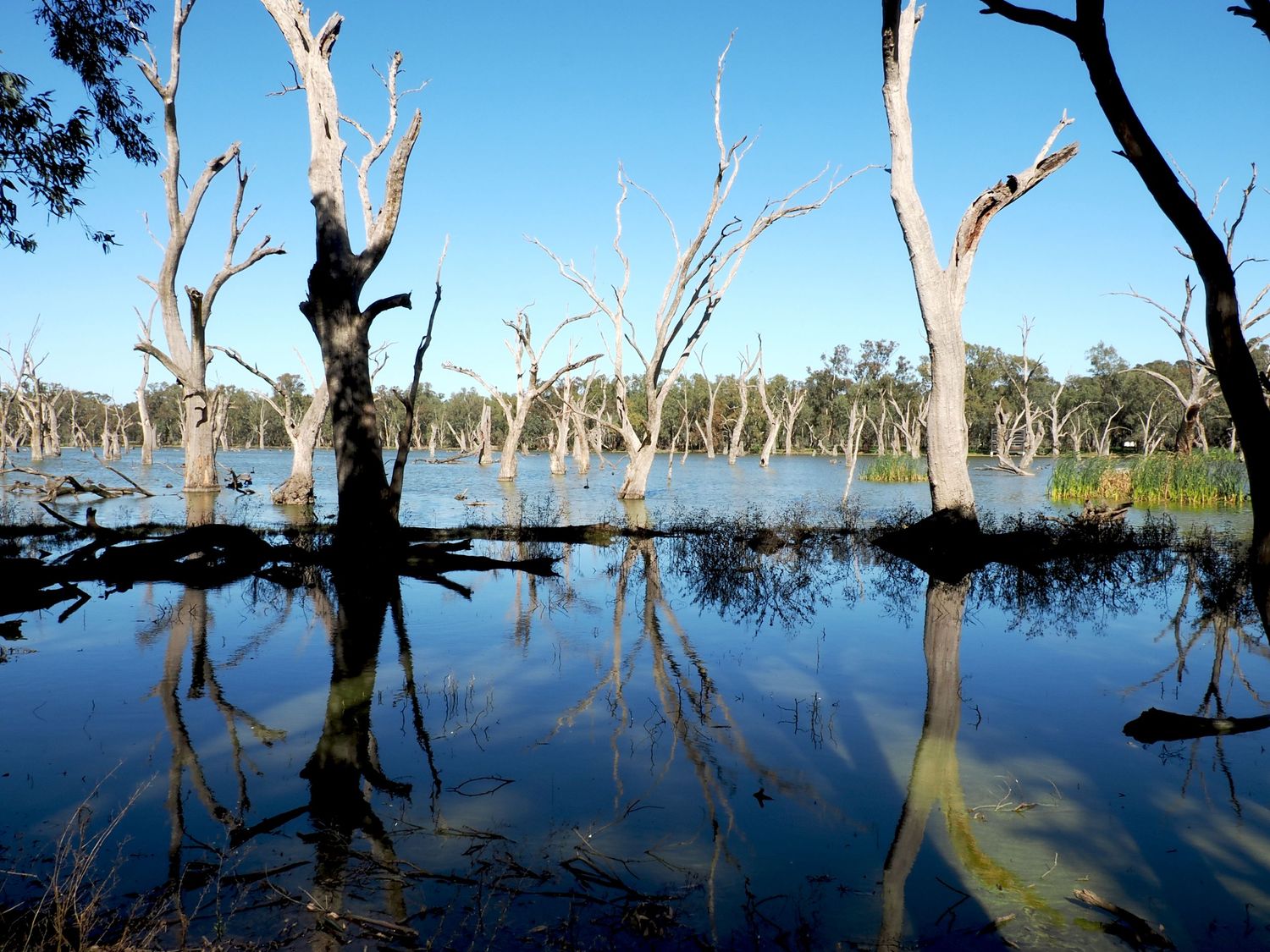 Dead trees reflected in calm floodwaters under a clear blue sky in an Australian wetland landscape.