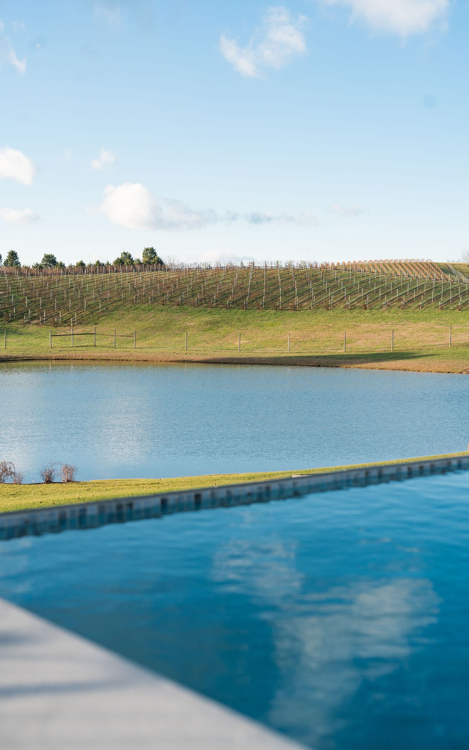 Infinity pool overlooking a serene lake and lush vineyard rows under a bright blue sky.