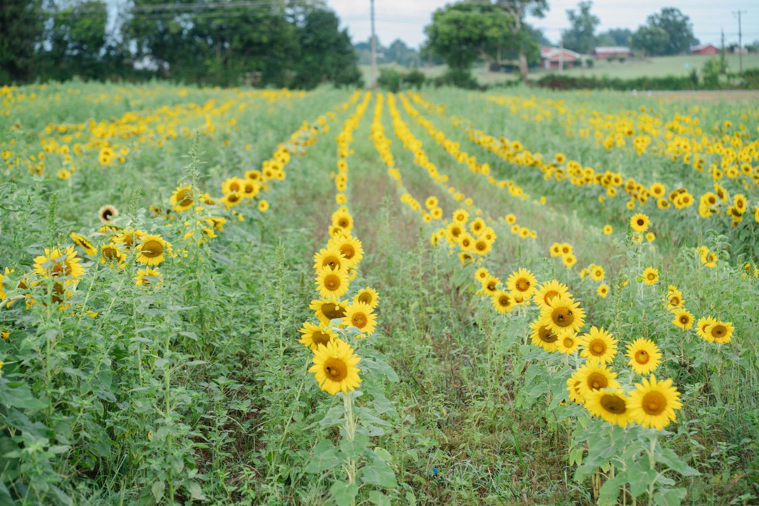 Rows of yellow sunflowers growing in a field with trees and buildings in the background.
