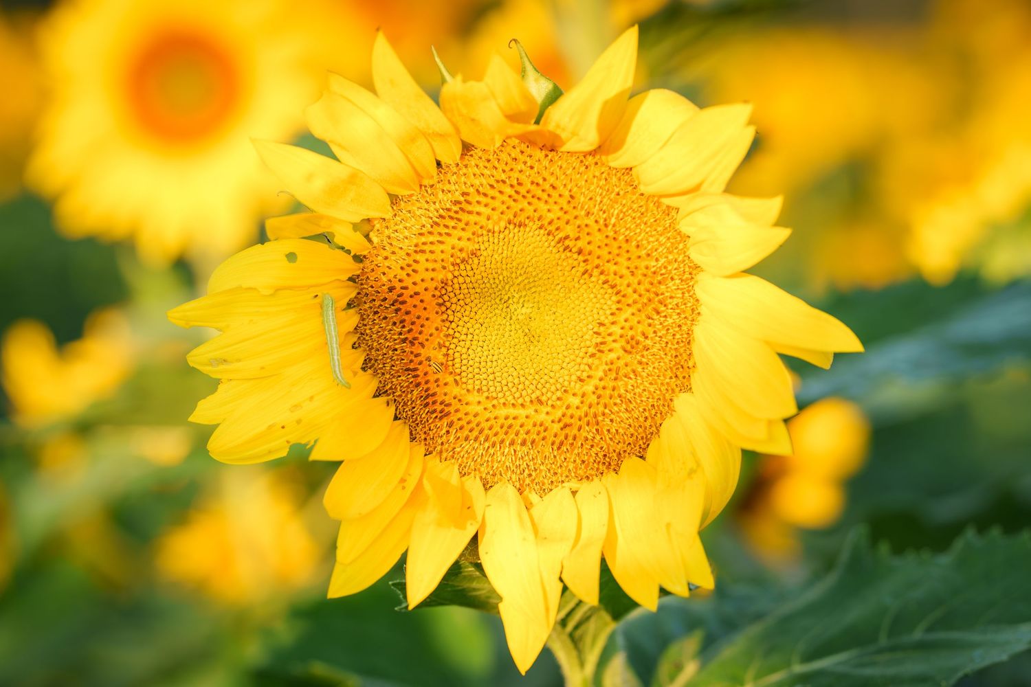Bright yellow sunflower in full bloom with a golden center, surrounded by blurred sunflowers in a sunny field.
