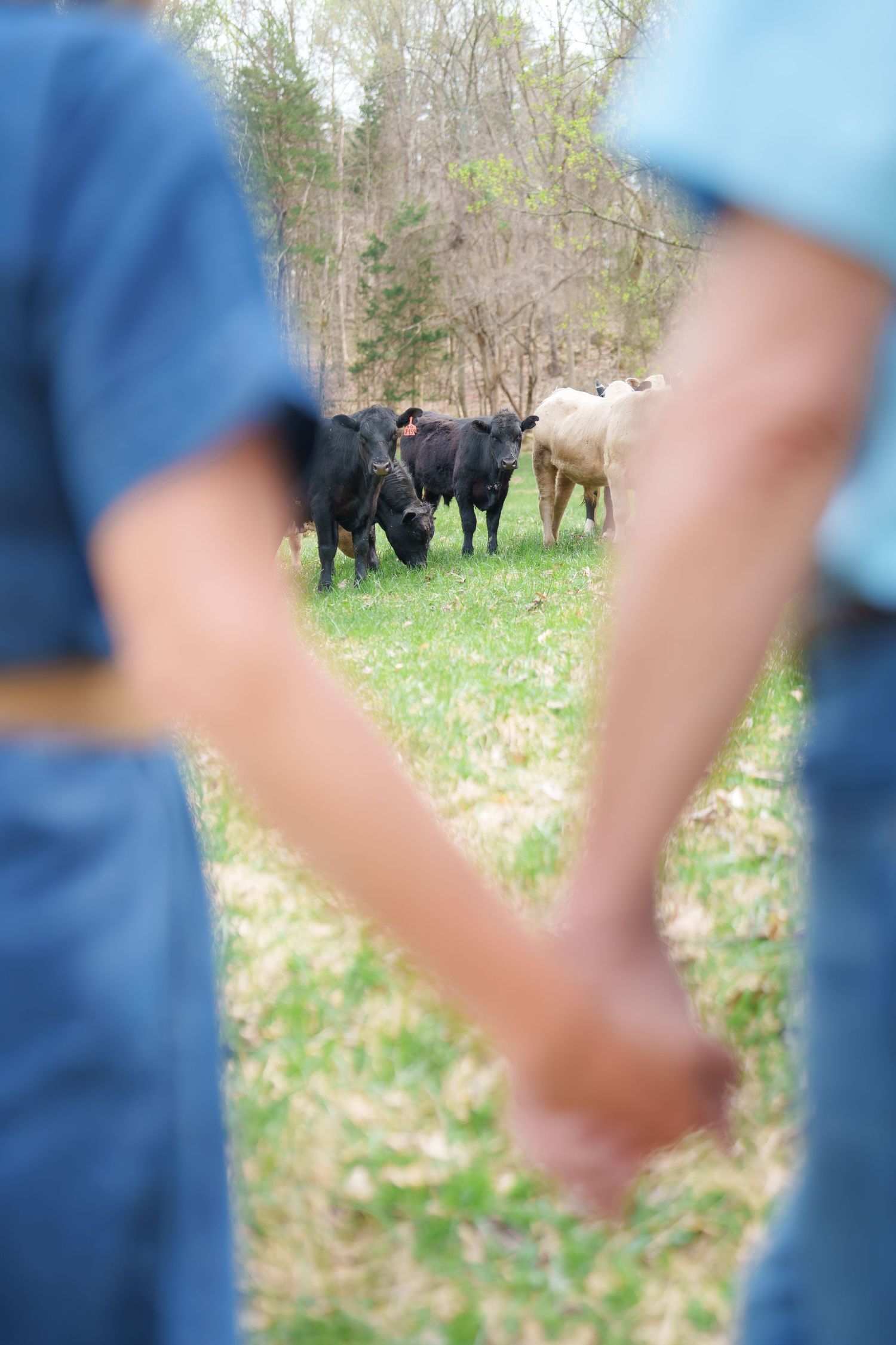Couple holding hands while overlooking a herd of cattle grazing on a green pasture near the woods.