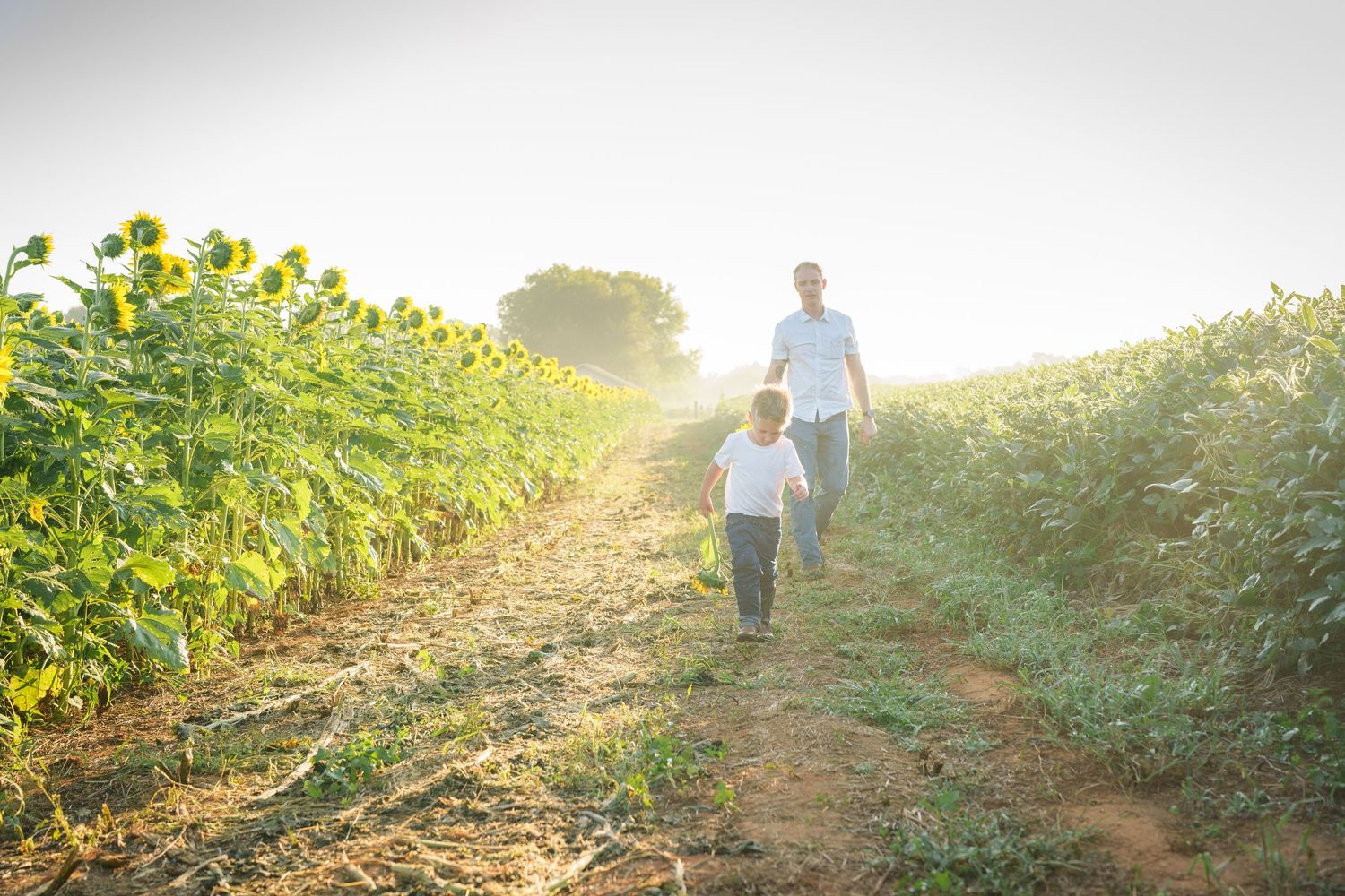 Adult and child walking hand in hand through a sunflower field bathed in golden sunlight.