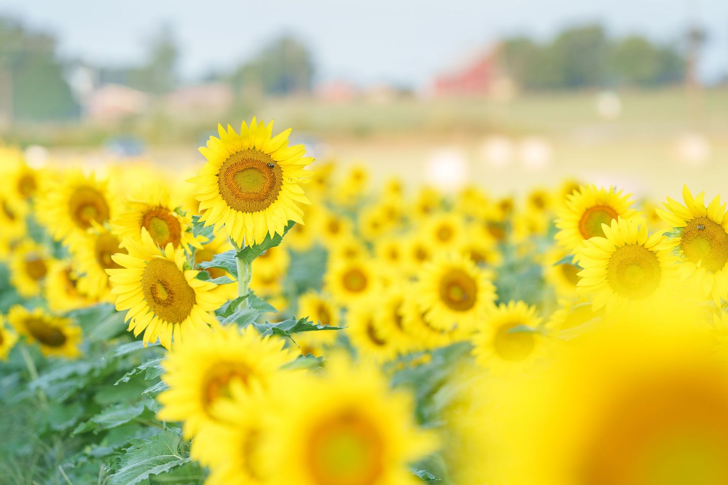 Vibrant sunflower field in full bloom with bright yellow flowers under a soft sky.