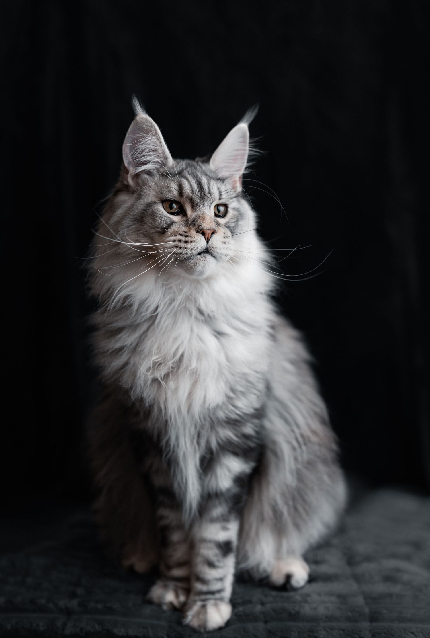 A majestic silver Maine Coon cat with long fluffy fur and tufted ears sits elegantly against a dark background.