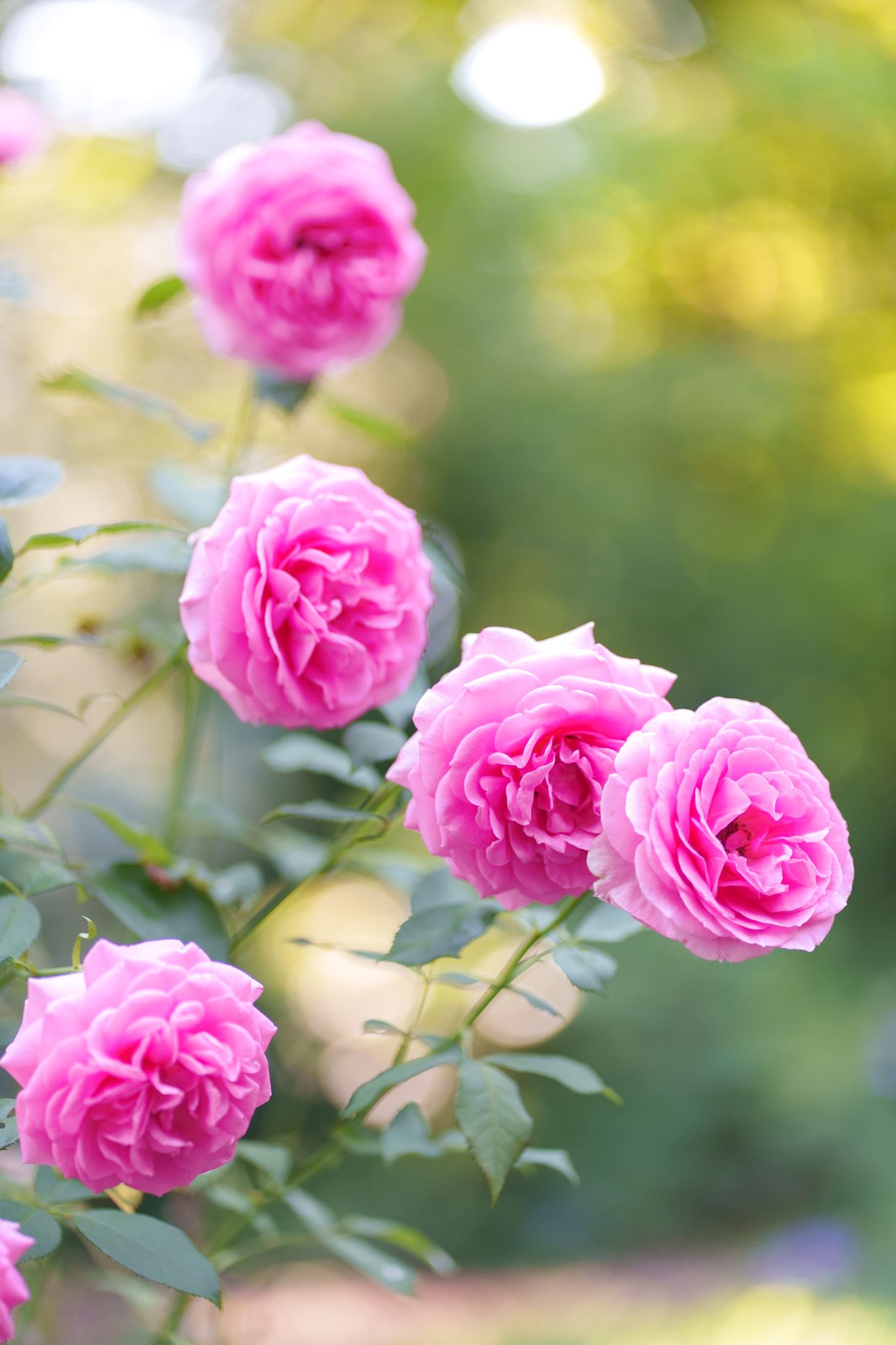 Beautiful pink roses blooming on a bush with lush green leaves in a garden.