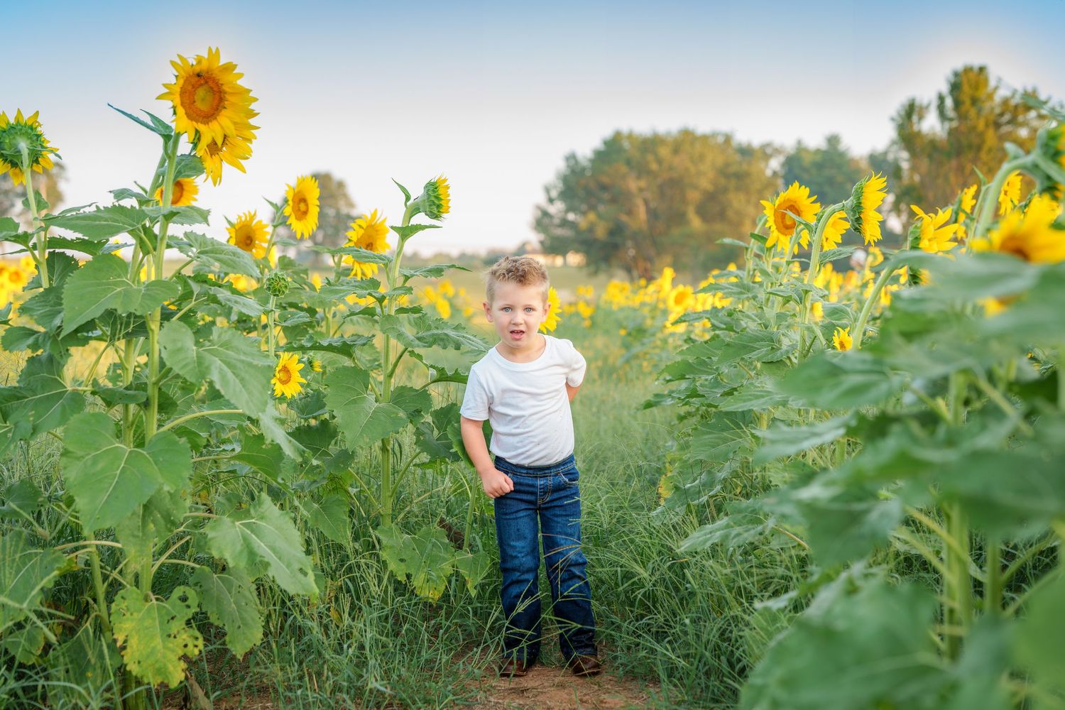 Young boy standing in a sunflower field wearing a white shirt and jeans on a sunny day.
