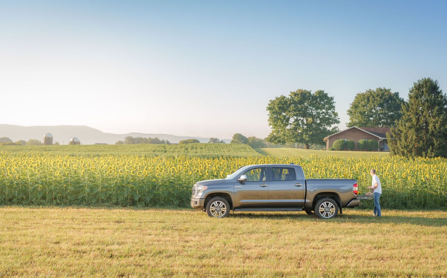 Gray pickup truck parked beside a sunflower field with a person standing nearby on a sunny day.
