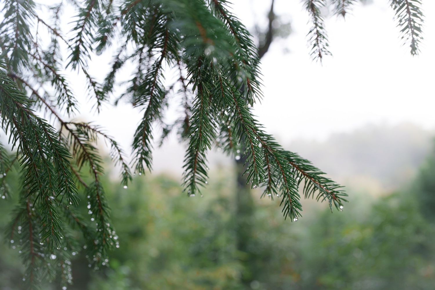 Close-up of rain-drenched evergreen pine branches with water droplets, set against a soft blurred forest background.