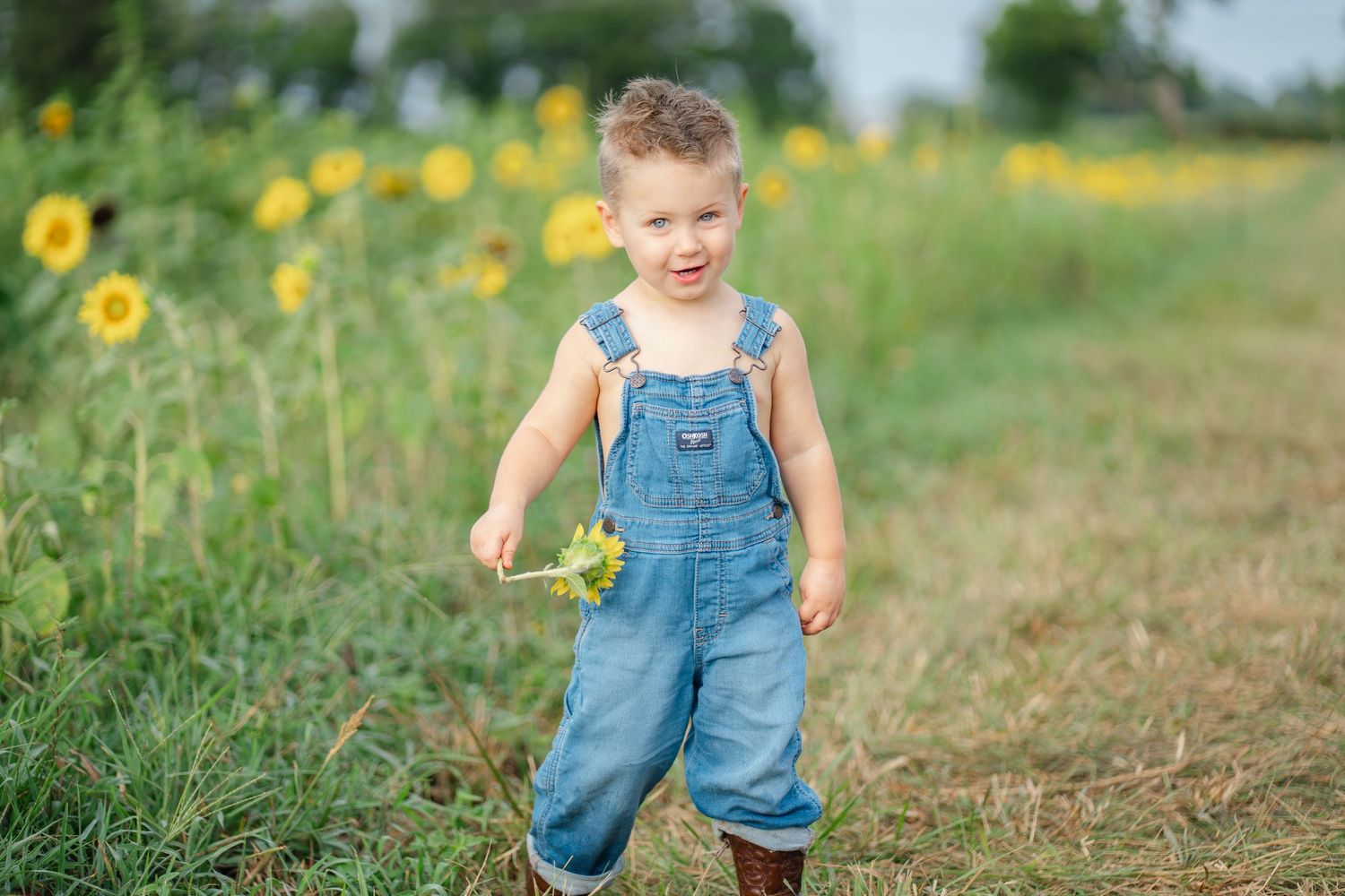 Happy young boy in denim overalls holding a sunflower while standing in a sunny sunflower field.