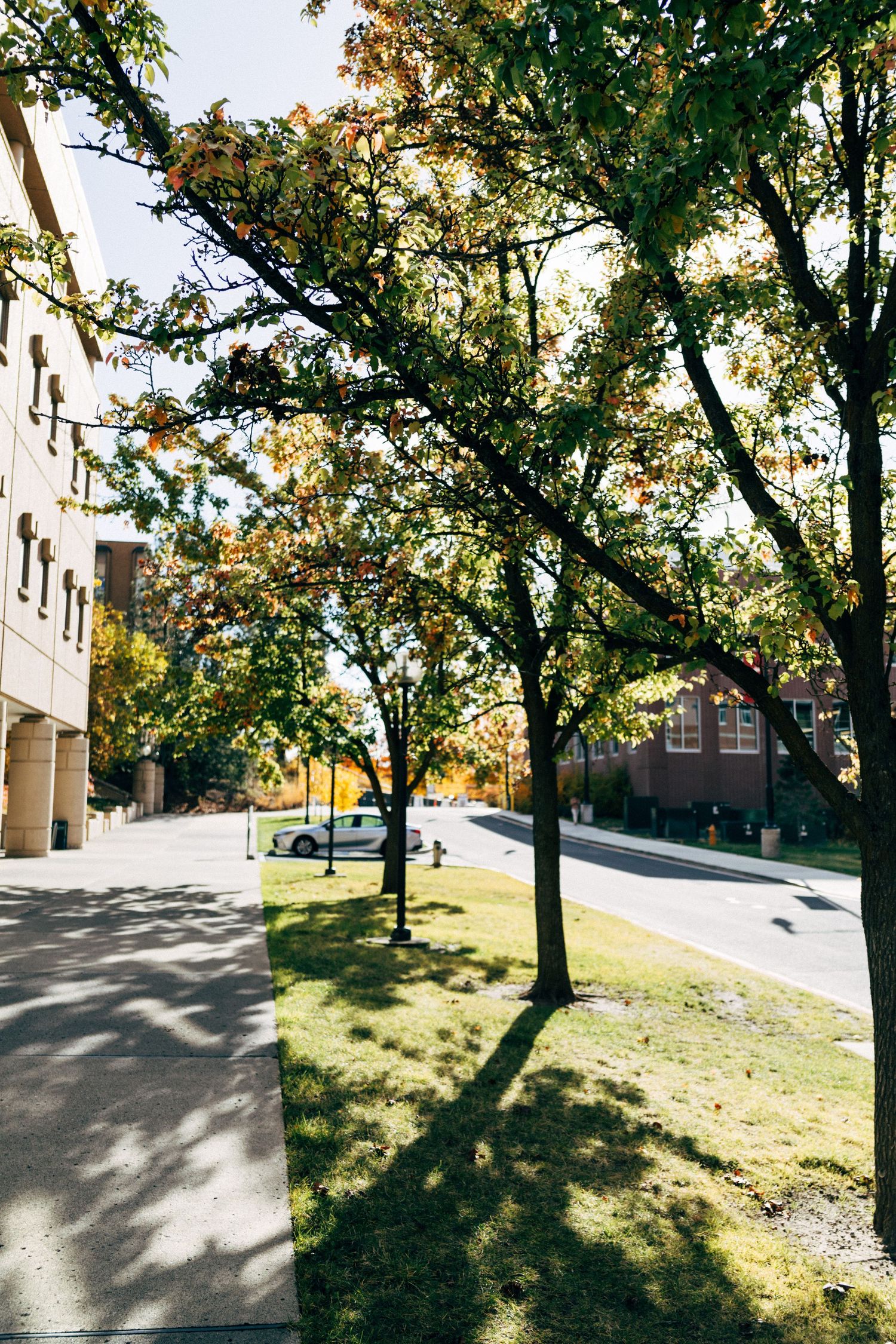 Grassy slope with scattered trees and concrete walkways near modern buildings.