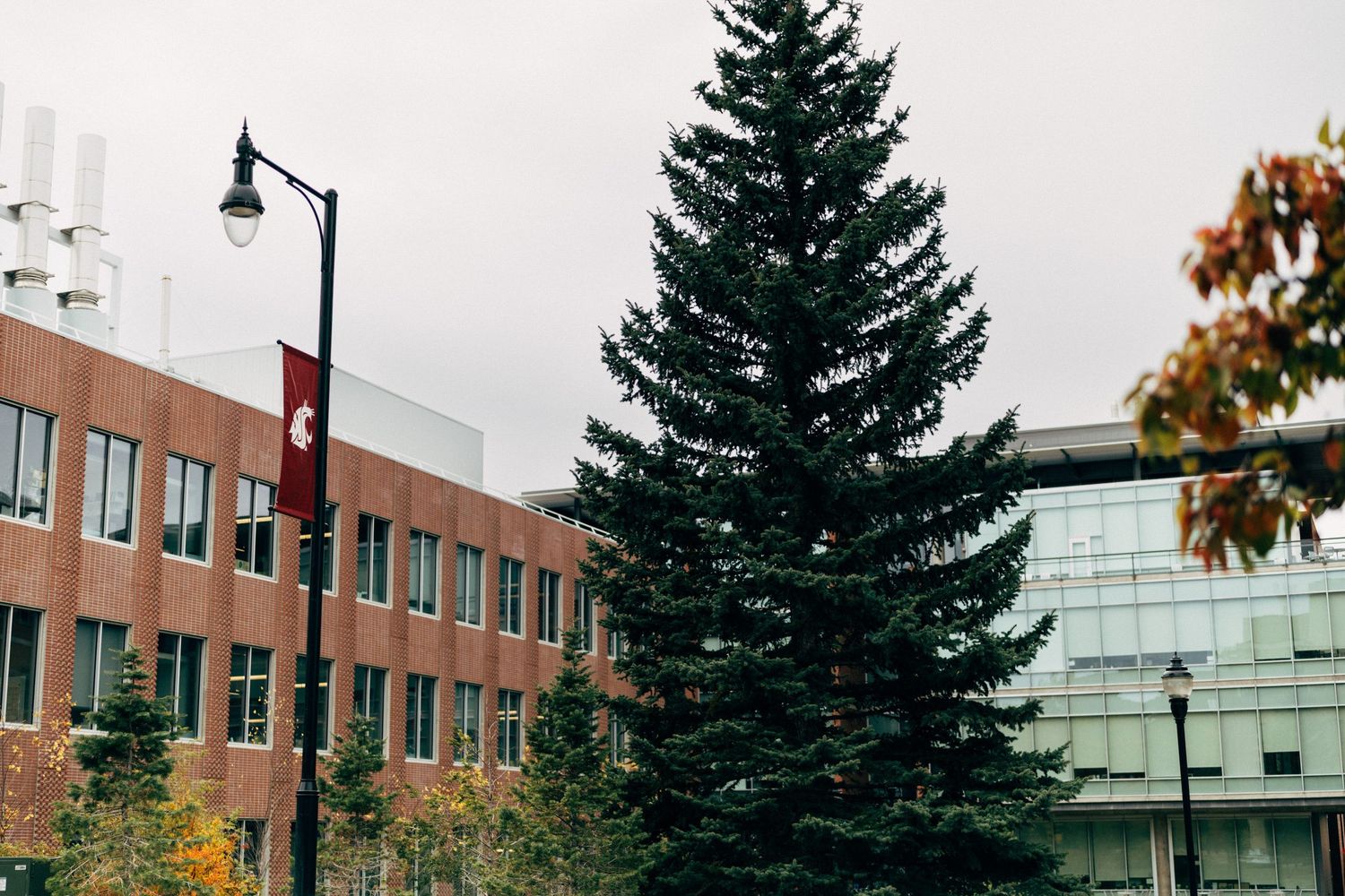 Large evergreen tree stands in front of modern office buildings on a cloudy day.