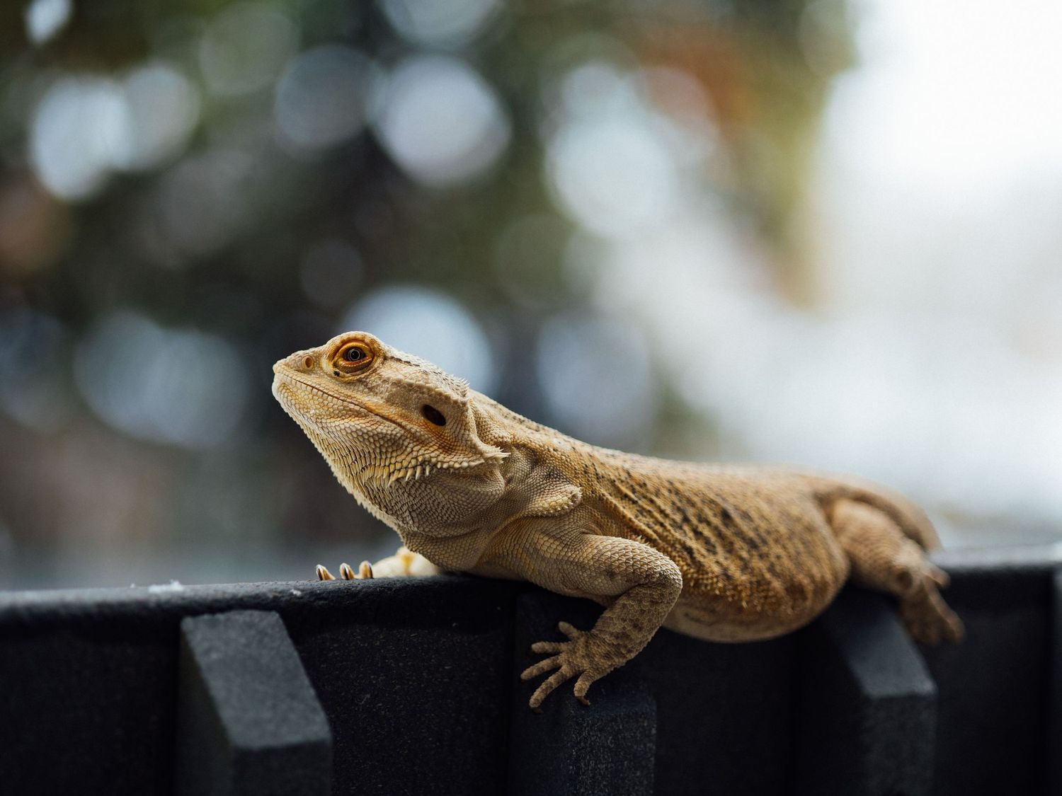 A bearded dragon lizard rests on a dark surface with a blurred background.
