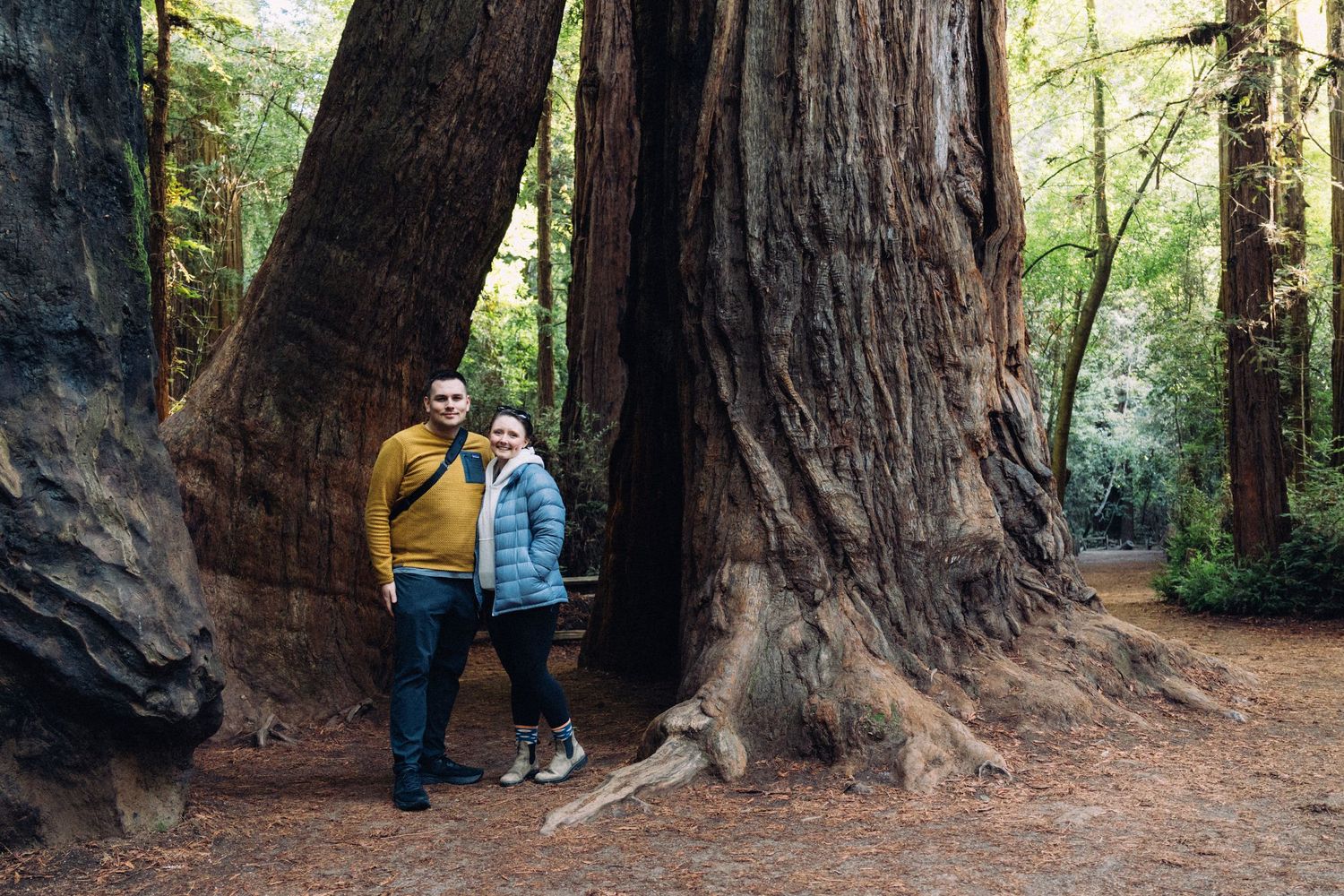 Group exploring massive redwood trees in a forest during golden hour.