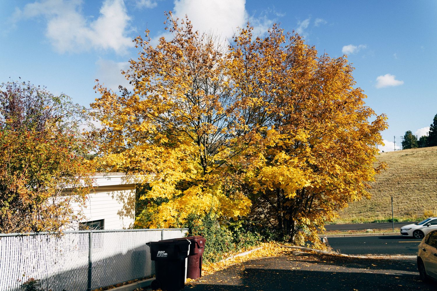 Autumn trees with golden leaves line a curved path on a sunny day with blue skies.