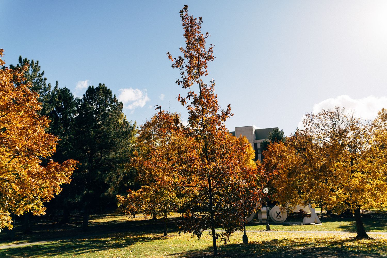 Autumn trees with golden leaves against a blue sky on a sunny day.