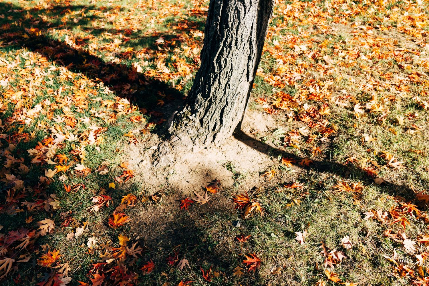 Close-up of fallen autumn leaves scattered around tree trunk base.