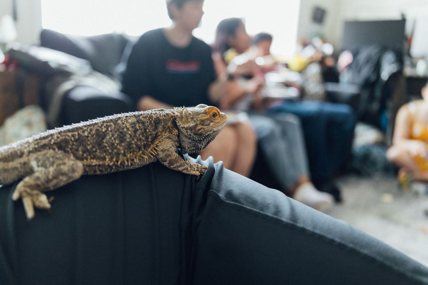 A bearded dragon lizard perched on a chair back in a living room with people sitting in the background.