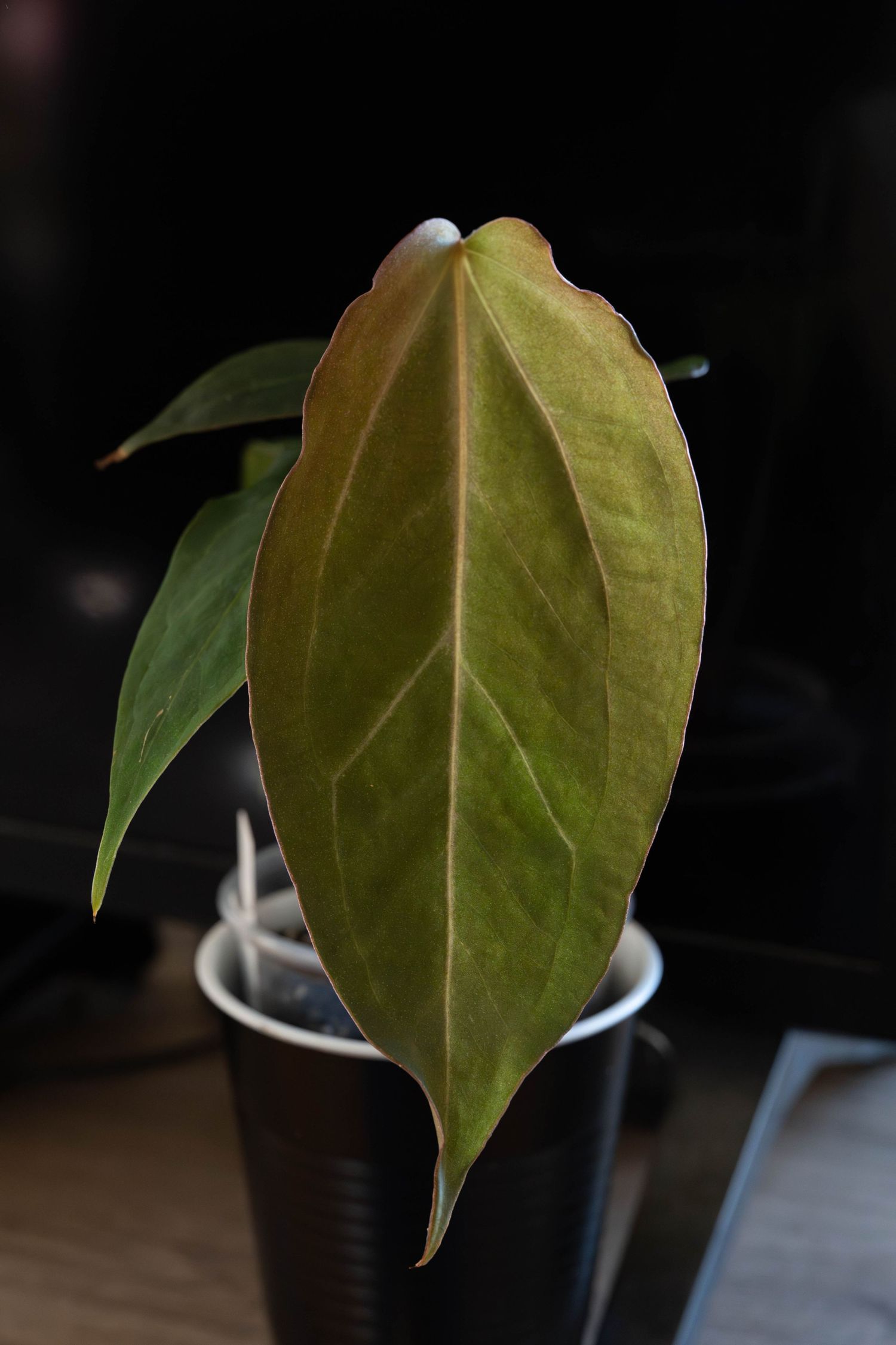 A sequence of close-up shots showing a dark green leaf gradually turning brown and wilting over time.