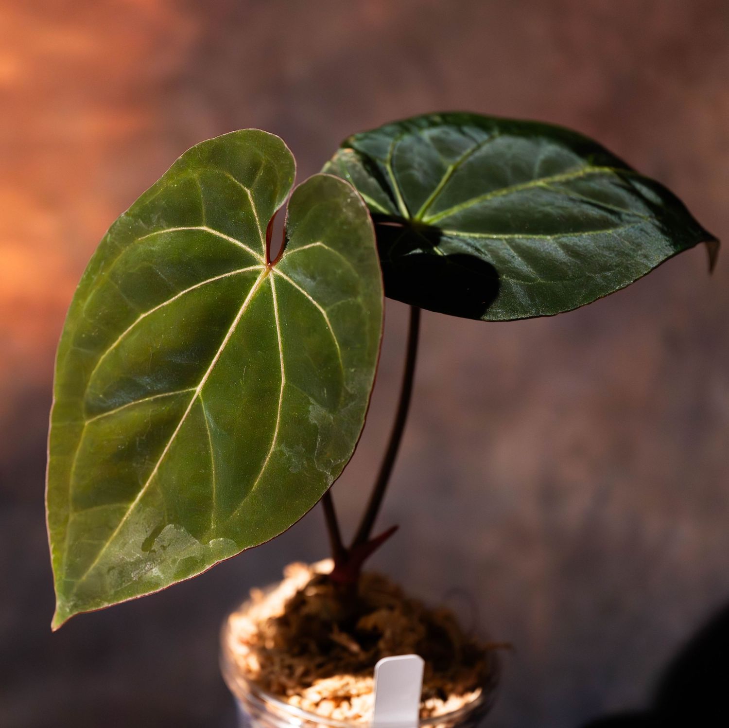 Time-lapse sequence showing stages of a young anthurium plant leaf unfurling in natural light.