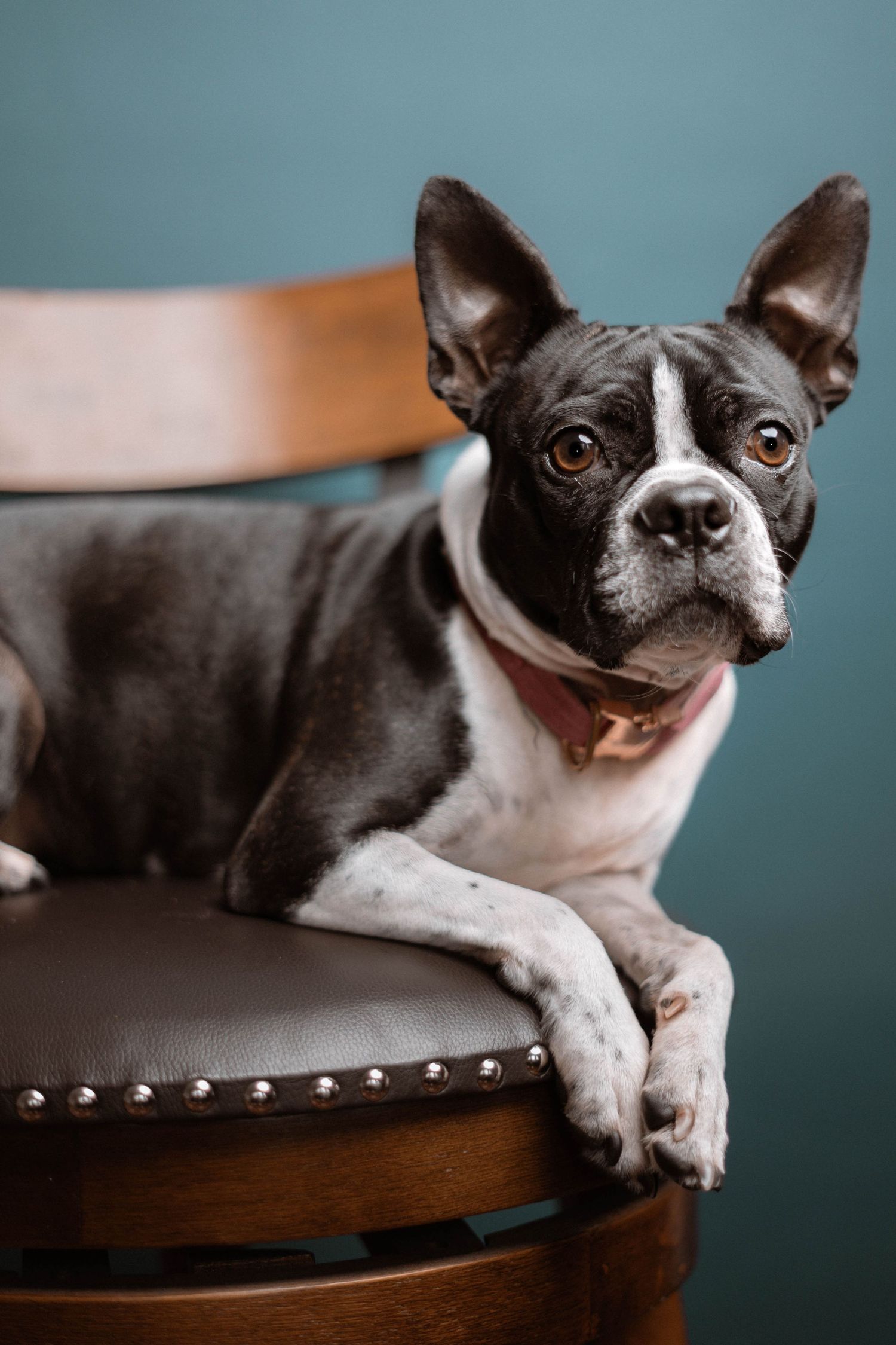 Boston Terrier dog lounging on brown leather chair against blue background.