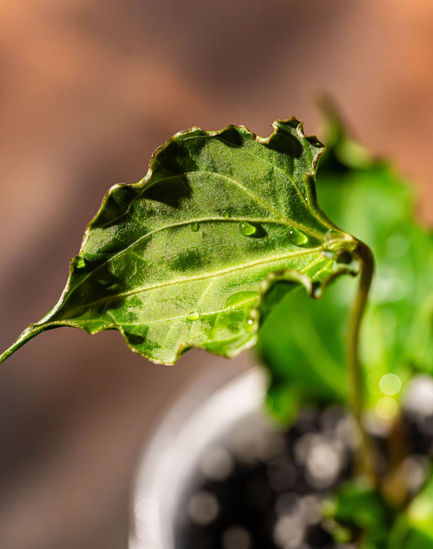 Close-up of a damaged green leaf showing holes and signs of pest damage against a blurred brown background.