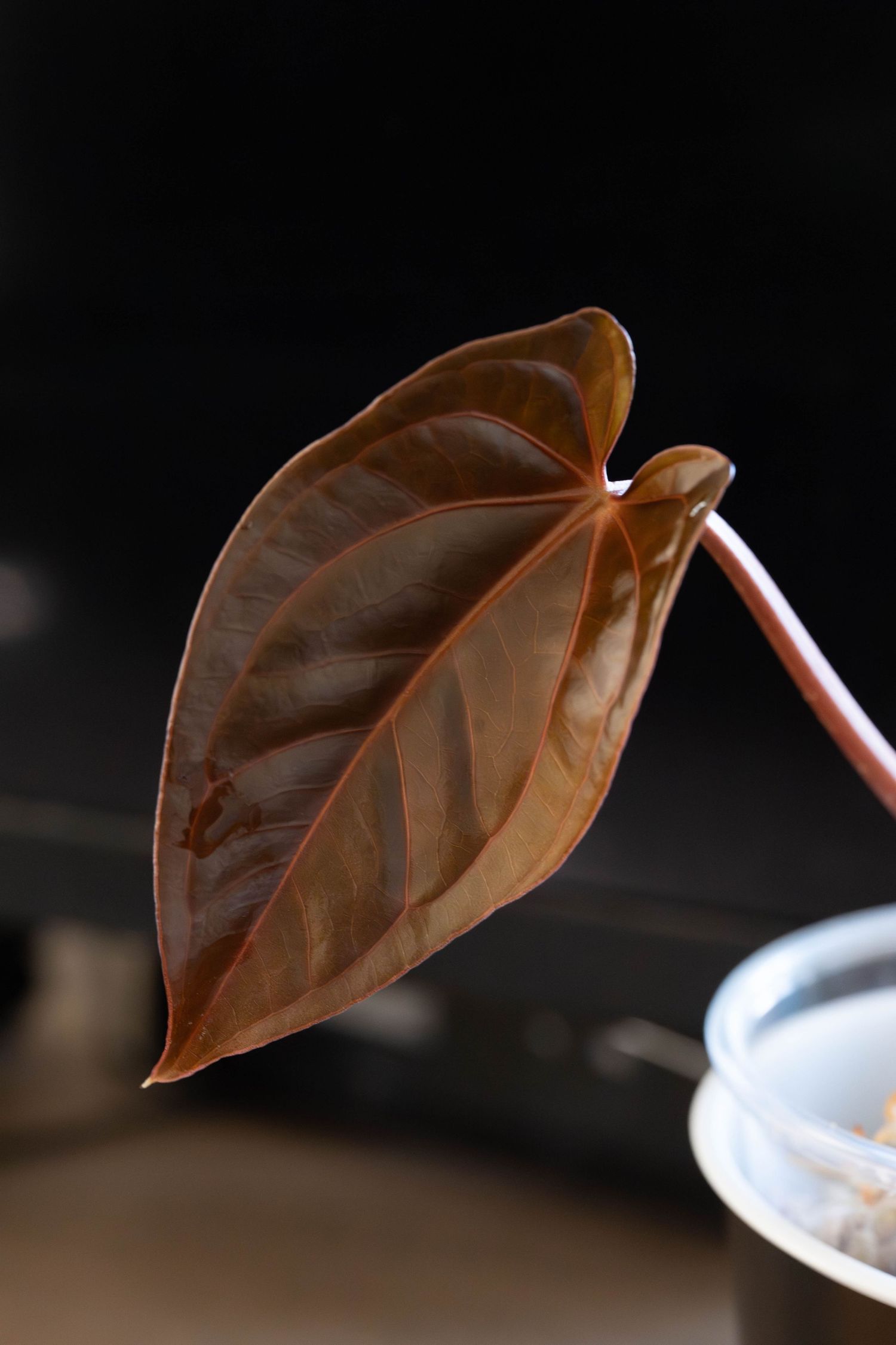 A dried brown leaf falls gracefully in a sequence of motion against a dark background.