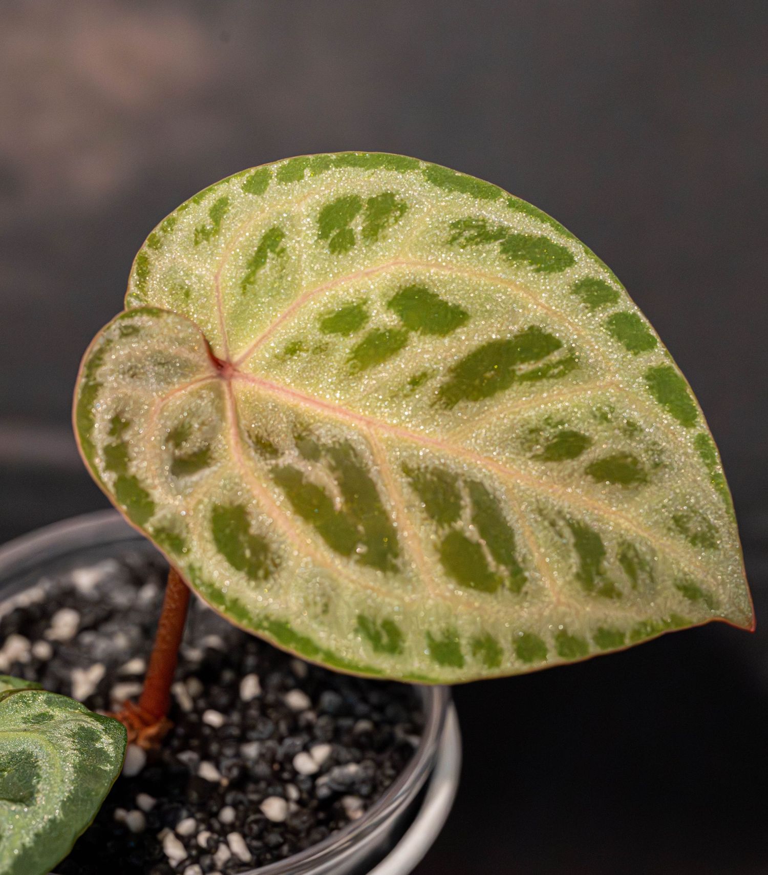 Close-up view of Begonia maculata leaves showing distinctive silver polka dot patterns on dark green foliage.