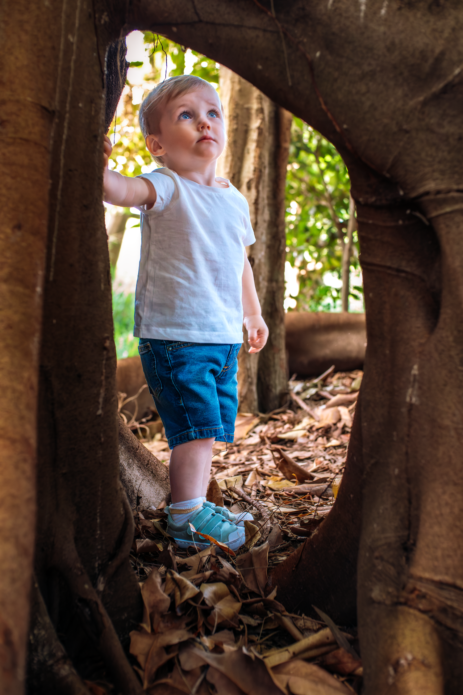 A curious toddler in a white shirt and denim shorts explores the hollow roots of a large tree.