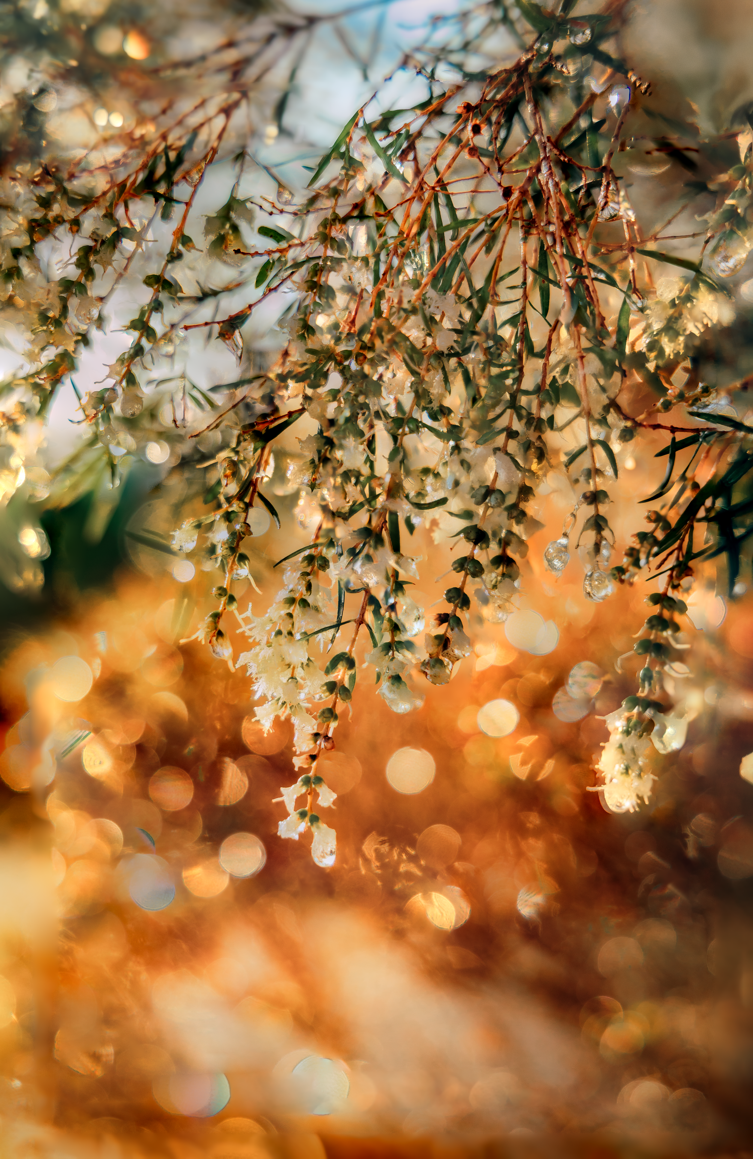 wild Moon lens Dreamy flowers