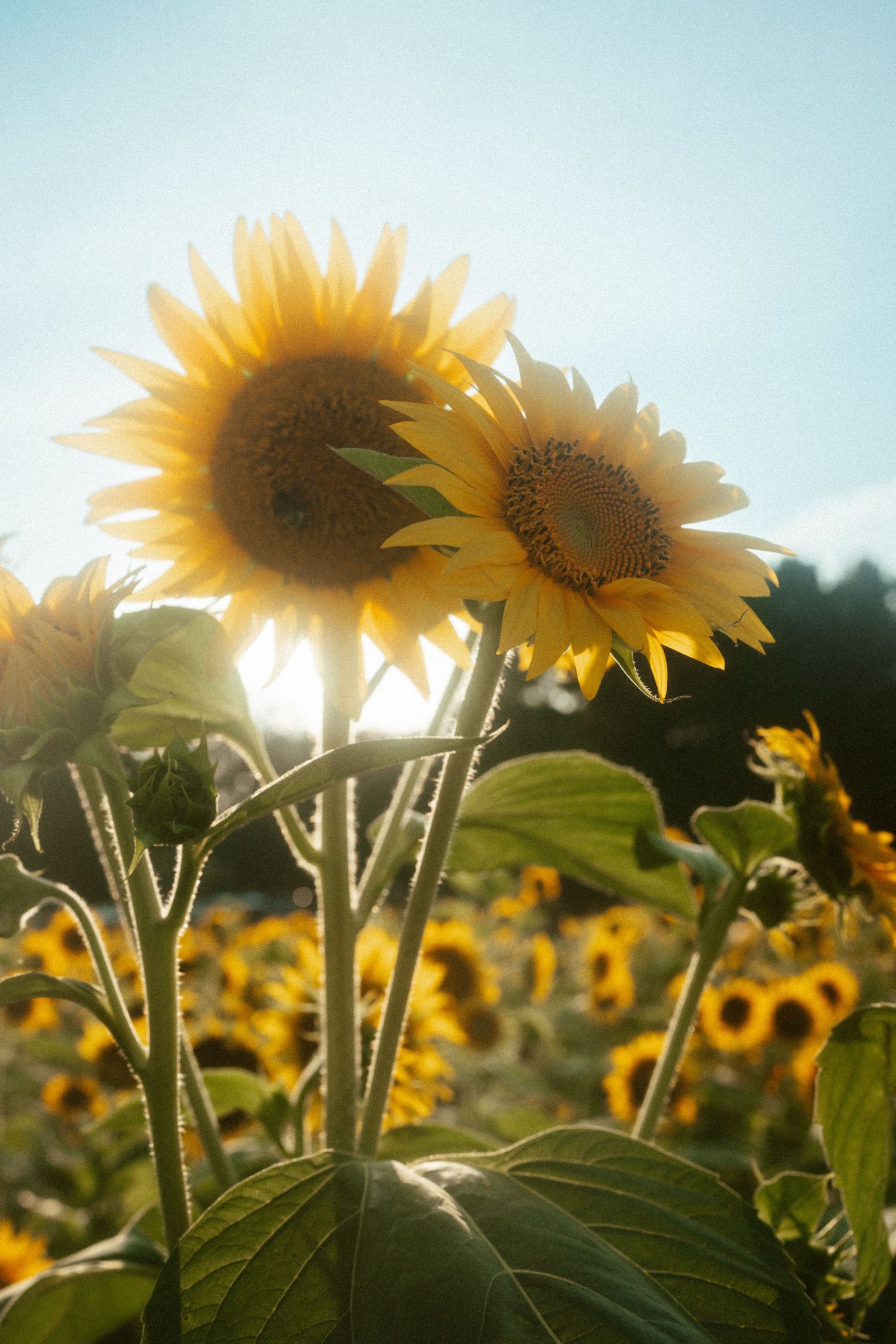 Sunflower field at Dix Park Raleigh NC”