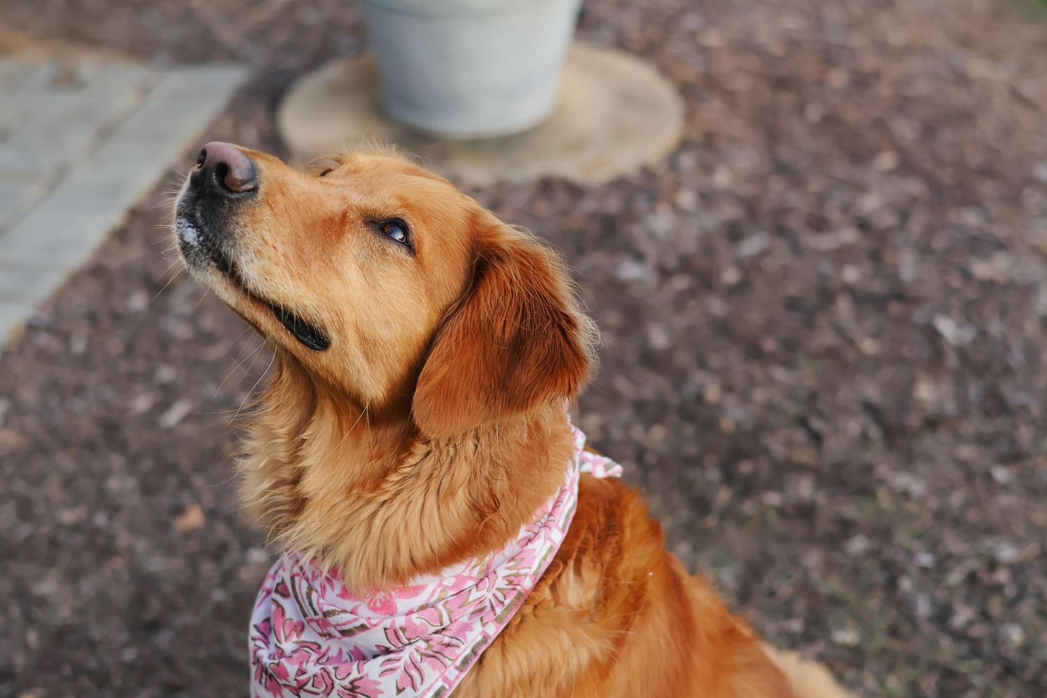 cute golden retriever dog pet photography raleigh NC