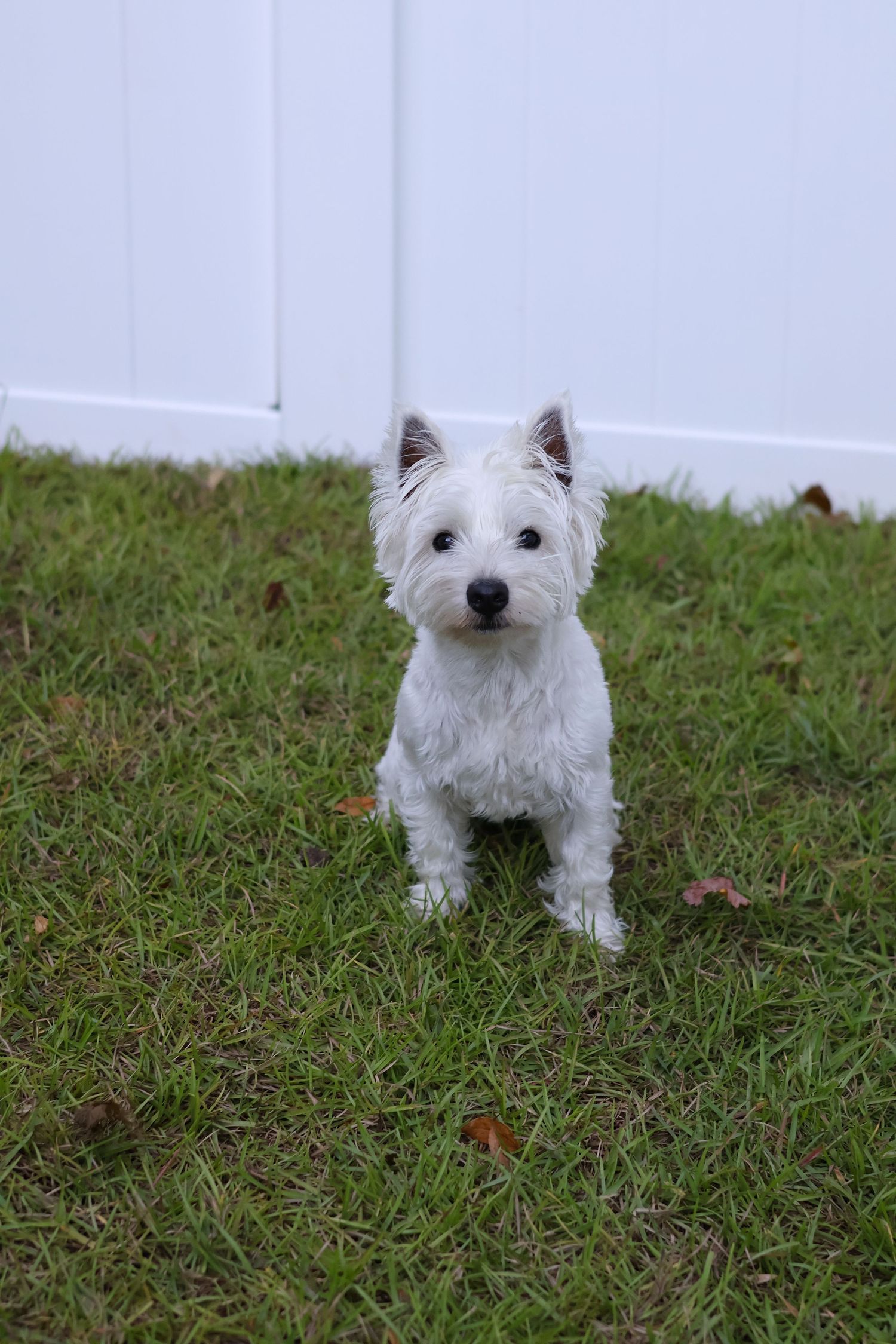Westie dog (West Highland White Terrier) posing outdoors for pet photo shoot