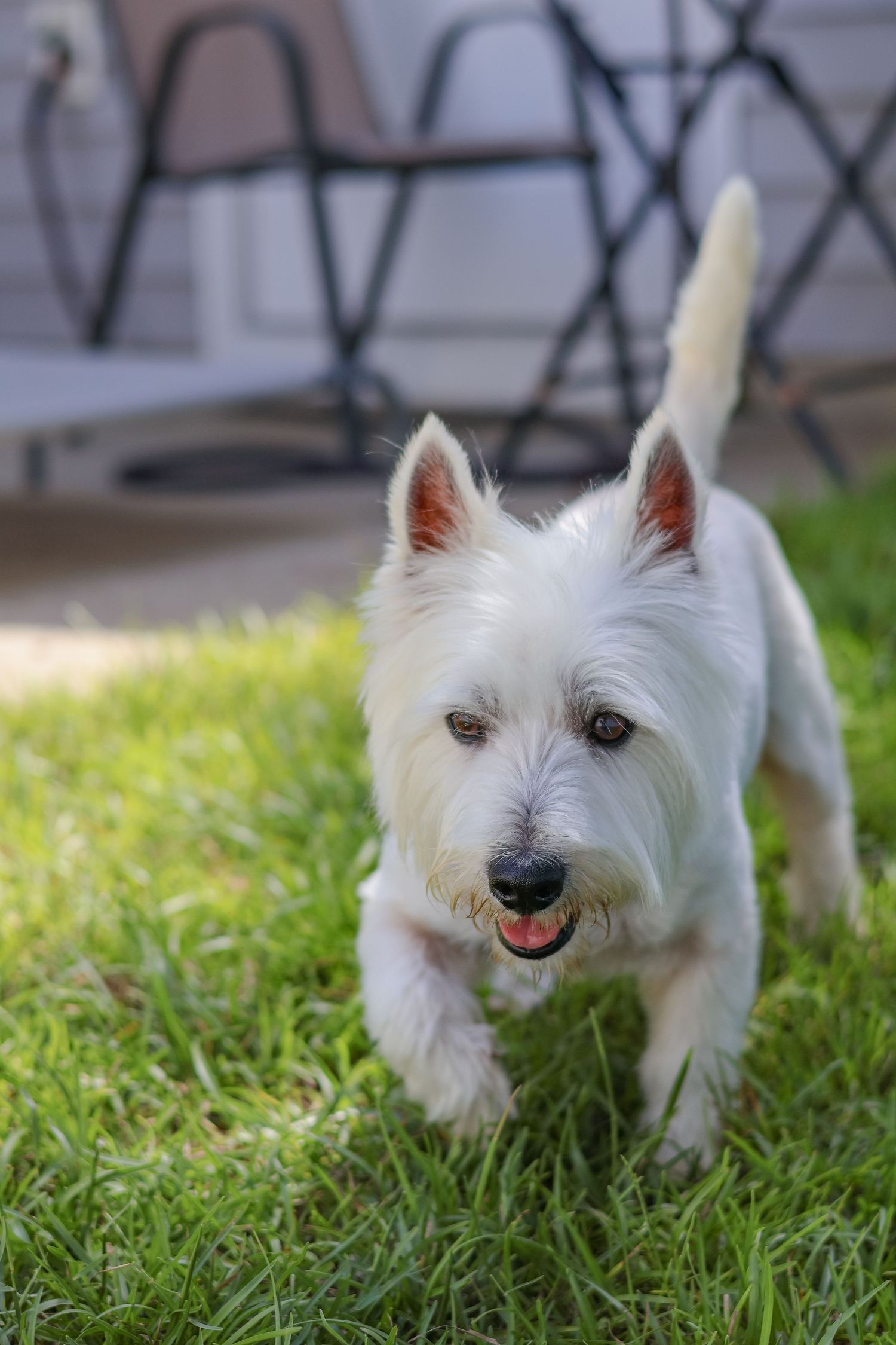 west highland white terrier (westie) dog walking outside lifestyle pet photography raleigh NC