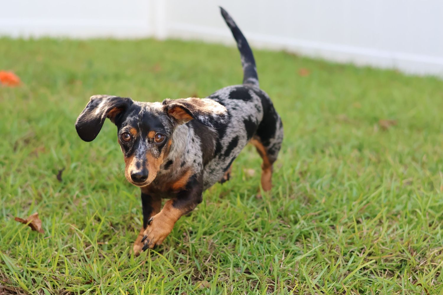 dapple mini dachschund running action shot for pet photography session