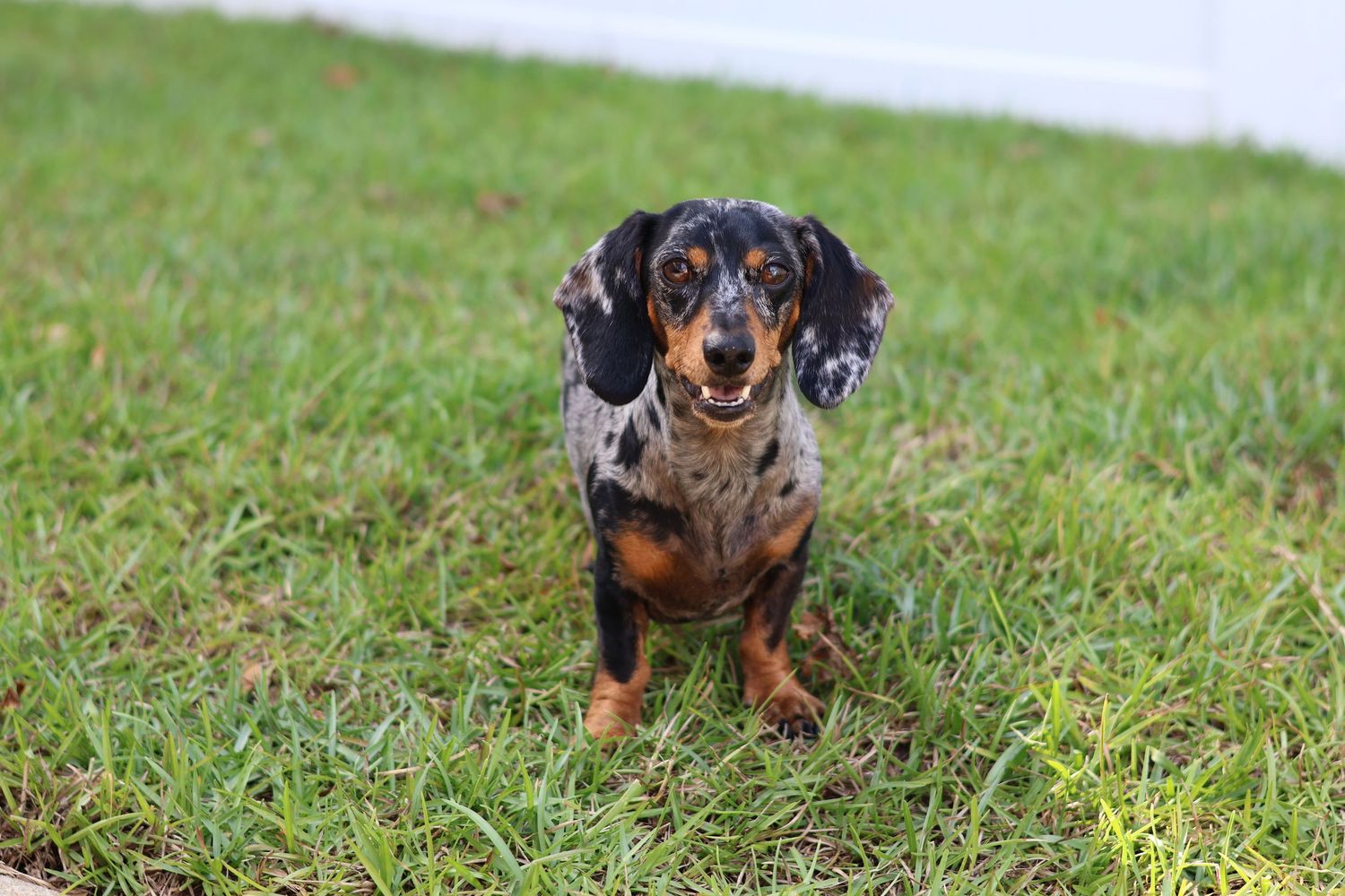 dapple mini dachschund smiling happy for pet photography session