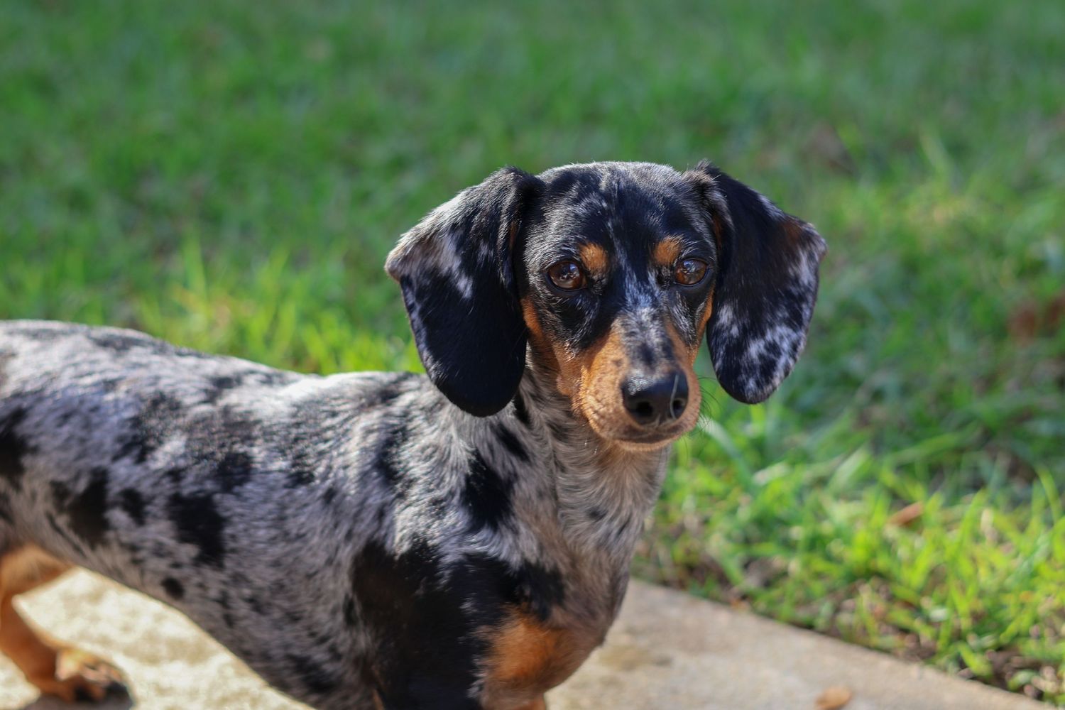 cute dapple mini dachschund in fenced backyard for pet photography session